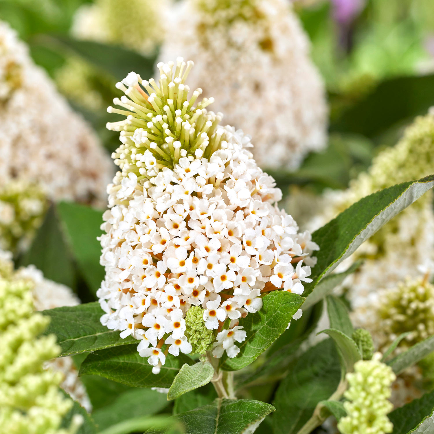 Zwerg-Sommerflieder 'Little Rockstars® White'