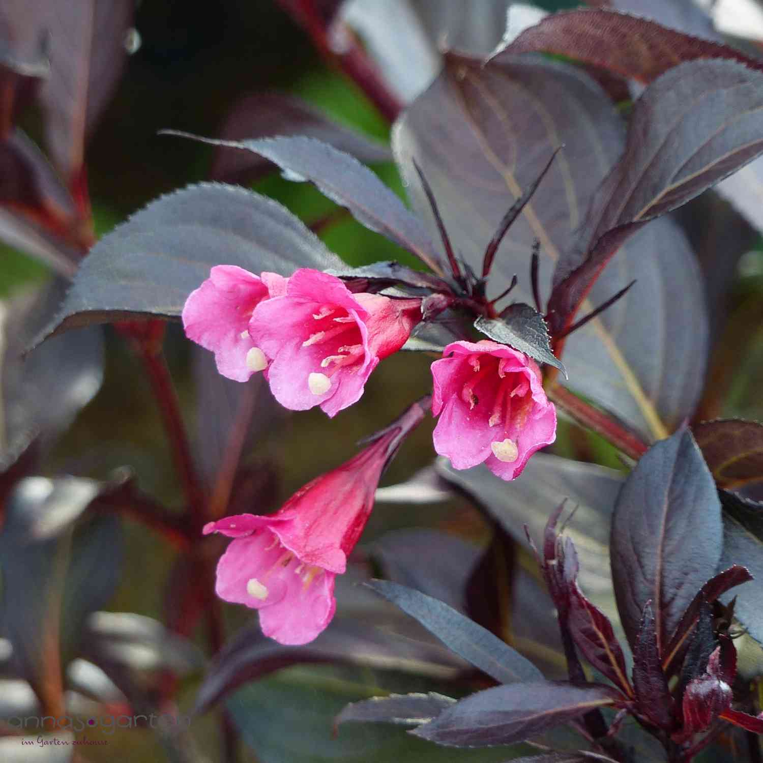 Dunkellaubige Weigelie 'Alexandra'