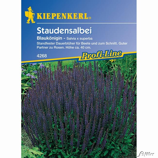 Salbei 'Blaukönigin' Lieferform: Portionssaatgut