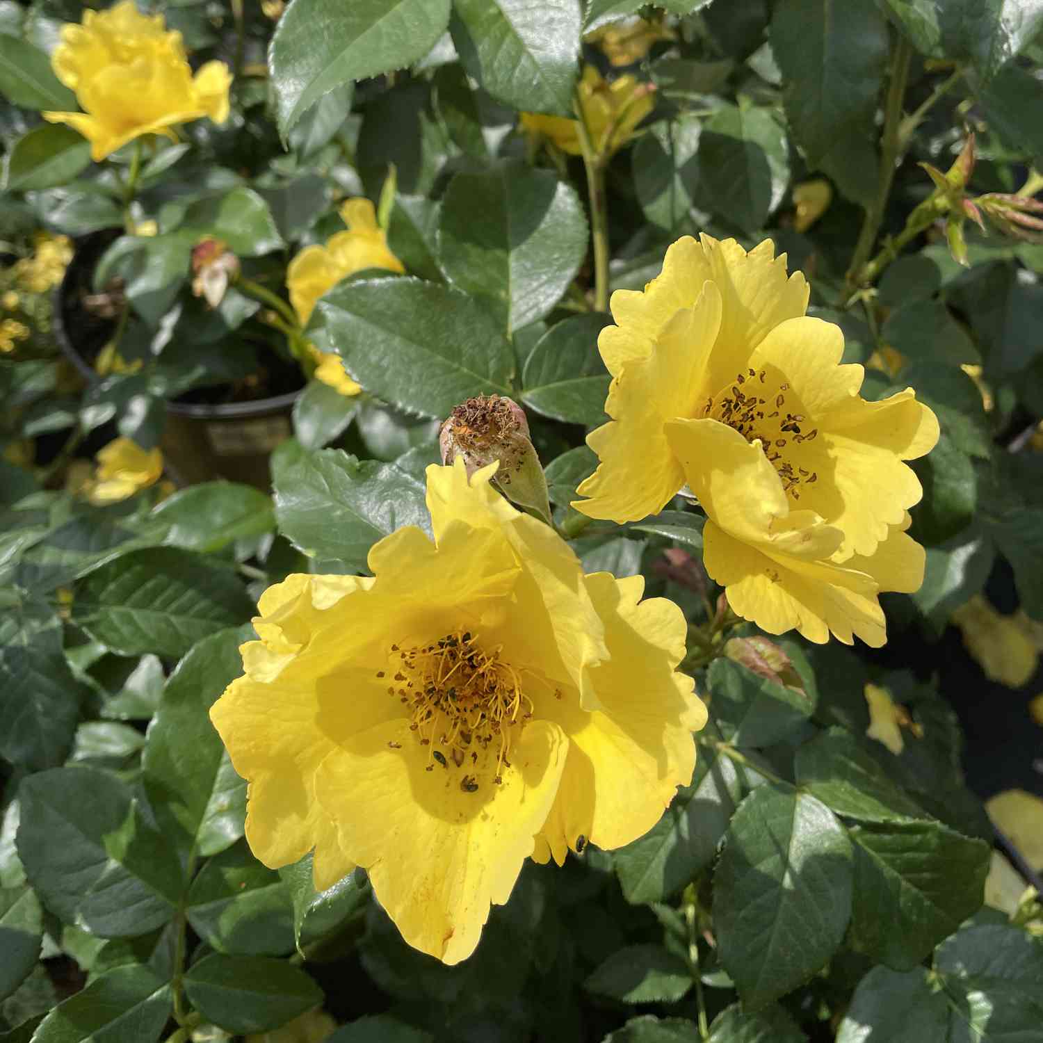 Beetrose Nektargarten® 'Lemon Fizz®' Beetrose Nektargarten® 'Lemon Fizz®'