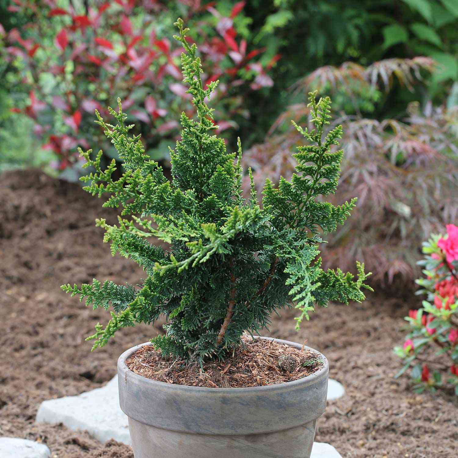 Muschelzypresse 'Teddy Bear' Muschelzypresse 'Teddy Bear'