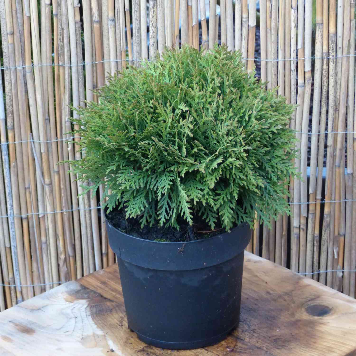 Kugel-Lebensbaum 'Danica'