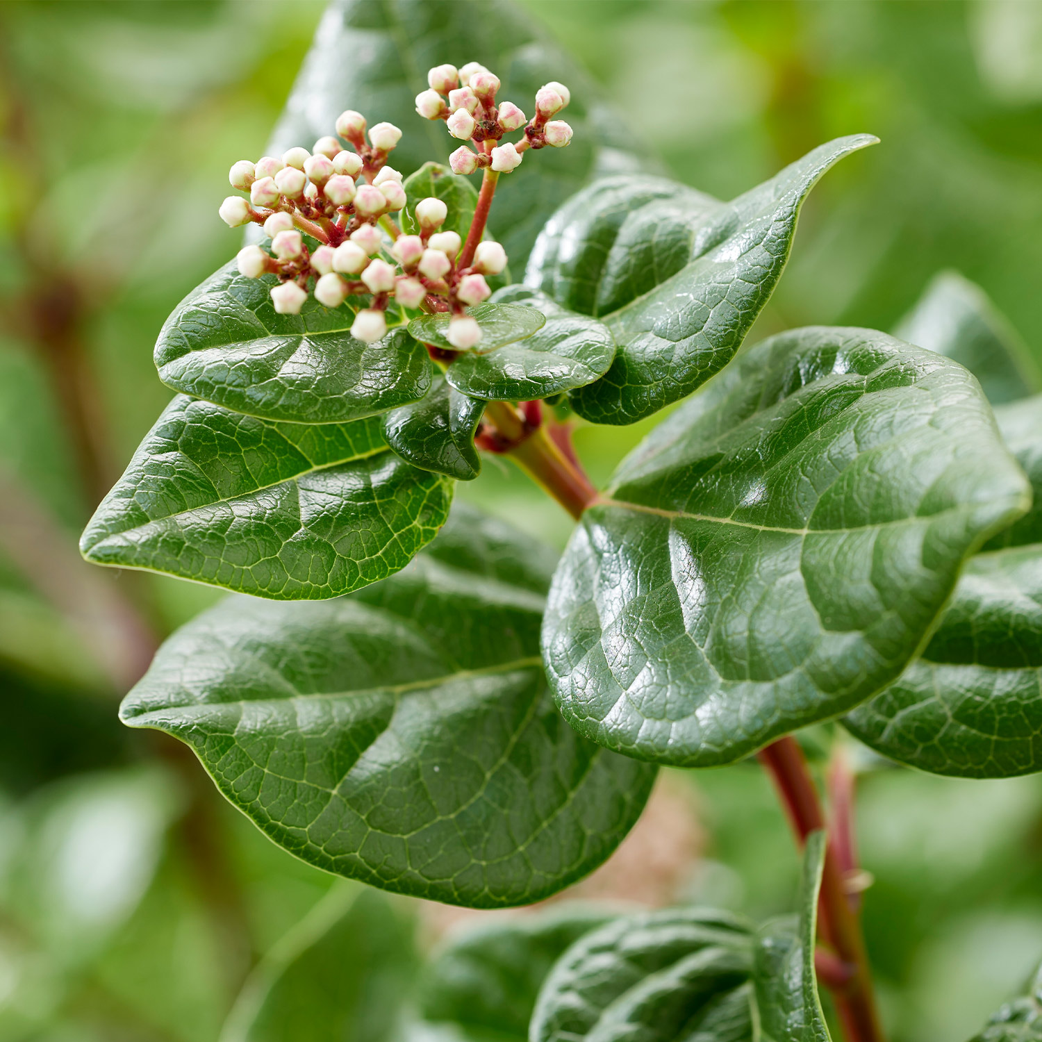 Lorbeer-Schneeball 'Rock 'n Rolla®' Lorbeer-Schneeball 'Rock 'n Rolla®'