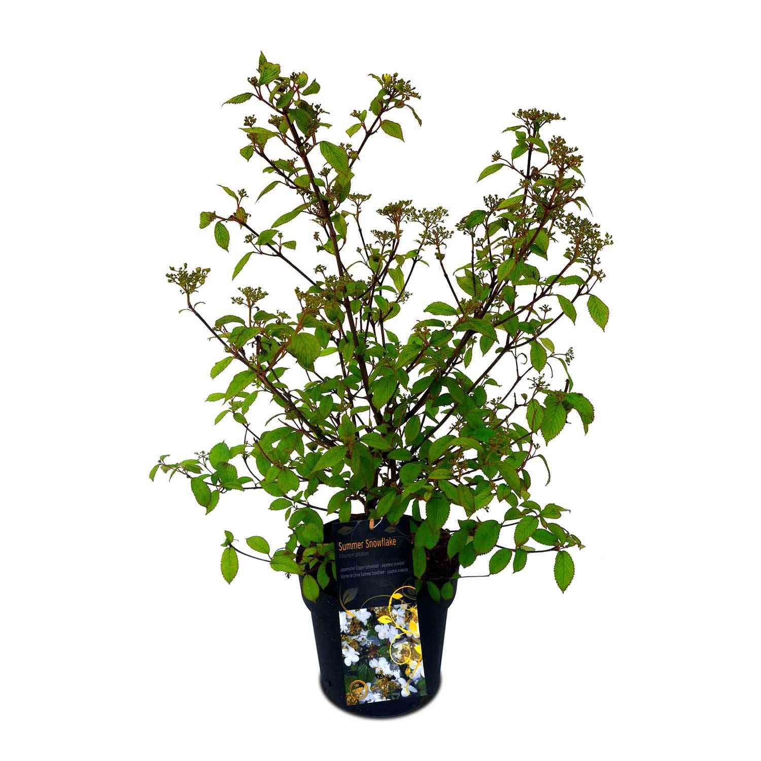 Japanischer Schneeball 'Summer Snowflake'