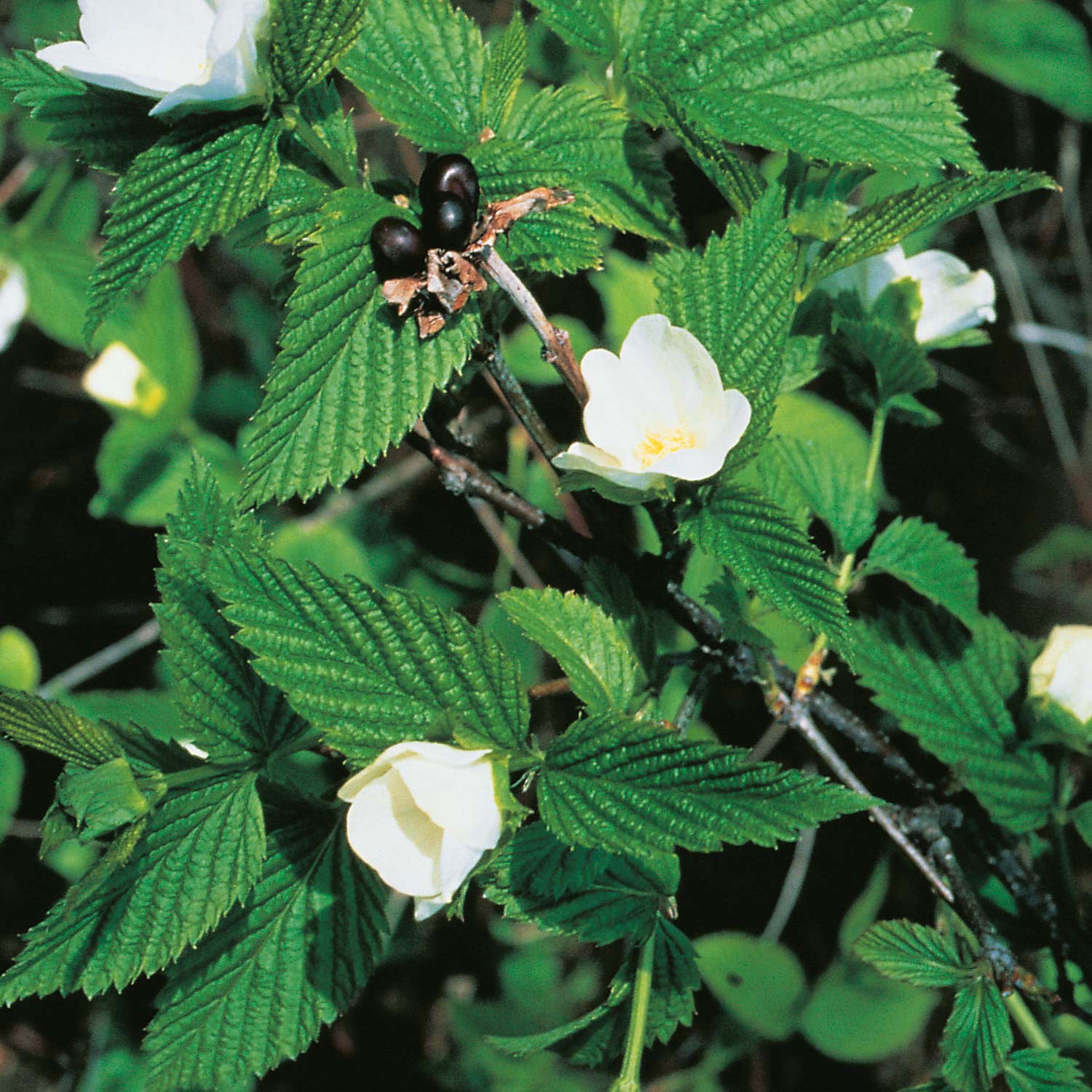 Weiße Rosenkerrie - Scheinkerrie Liefergröße: 40 - 60 cm