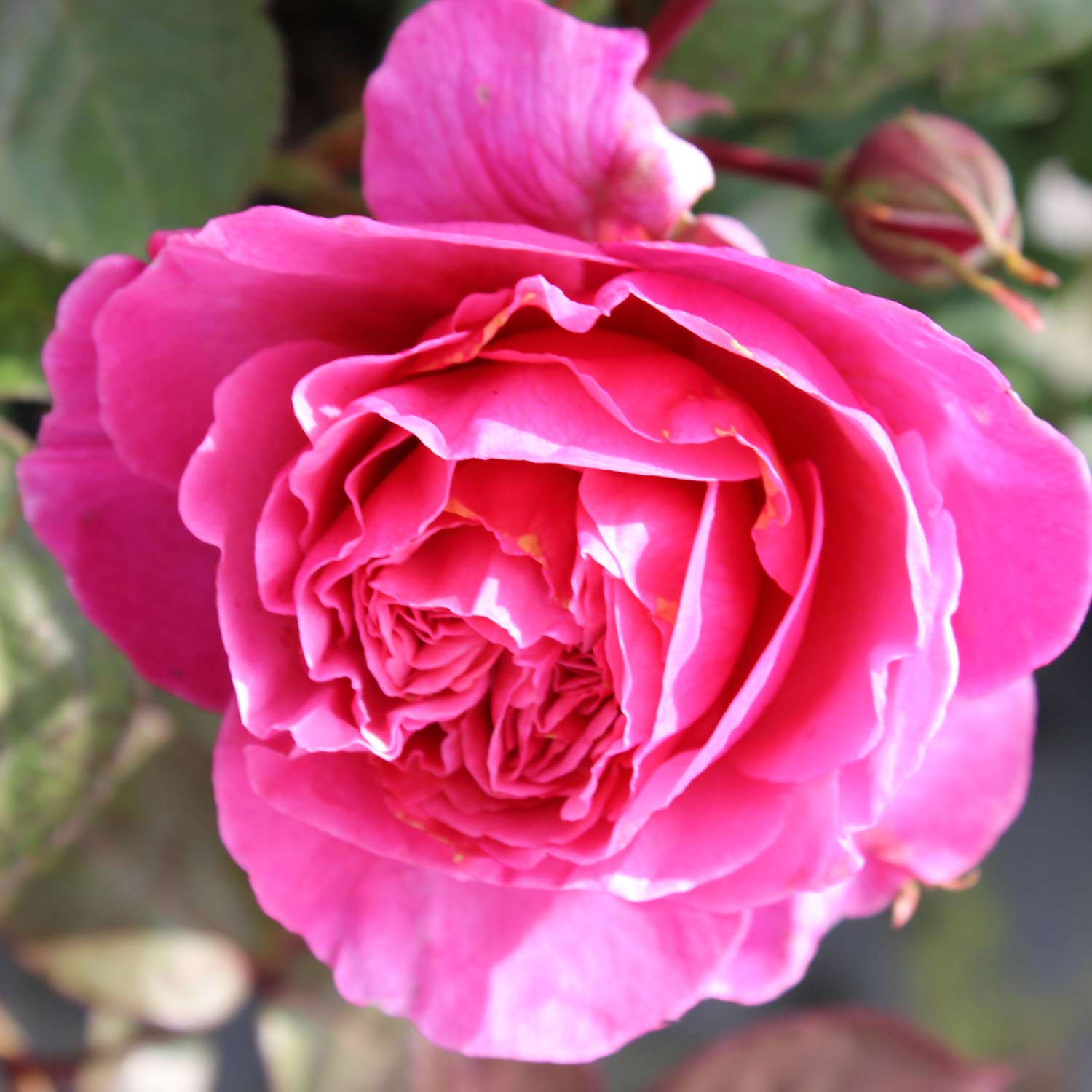 Nostalgische Rose 'Elbflorenz®' - ADR-Rose, Wurzelnackte Pflanze, 3 starke Triebe, A-Qualität Lieferform: wurzelnackte Pflanze in A-Qualität, mindestens 3 Triebe