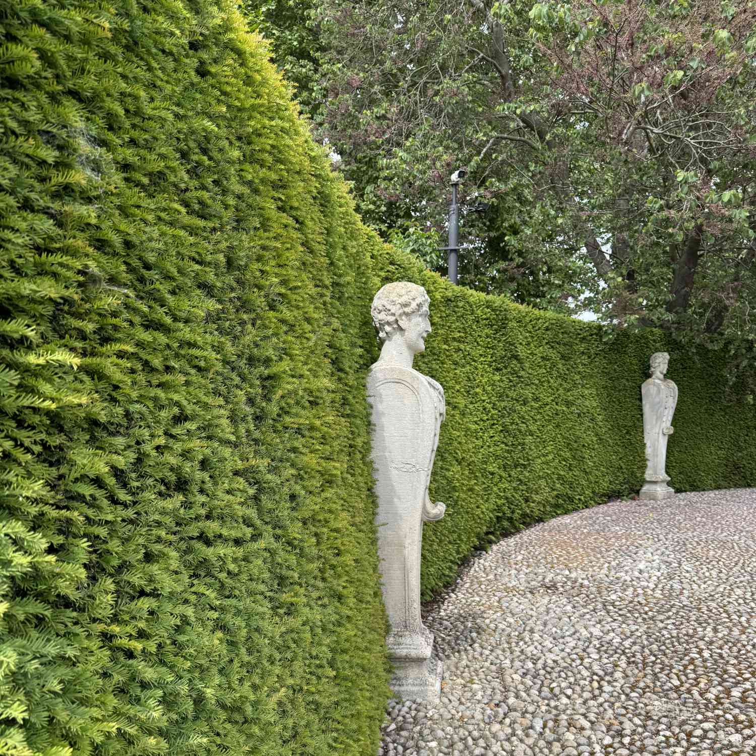 Europäische Eibe Europäische Eibe