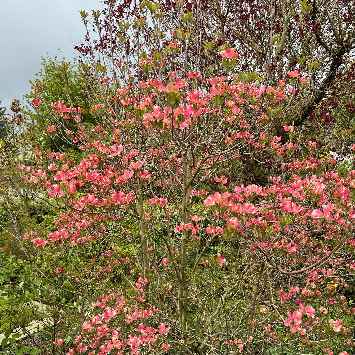 Roter Blumenhartriegel 'Rubra'