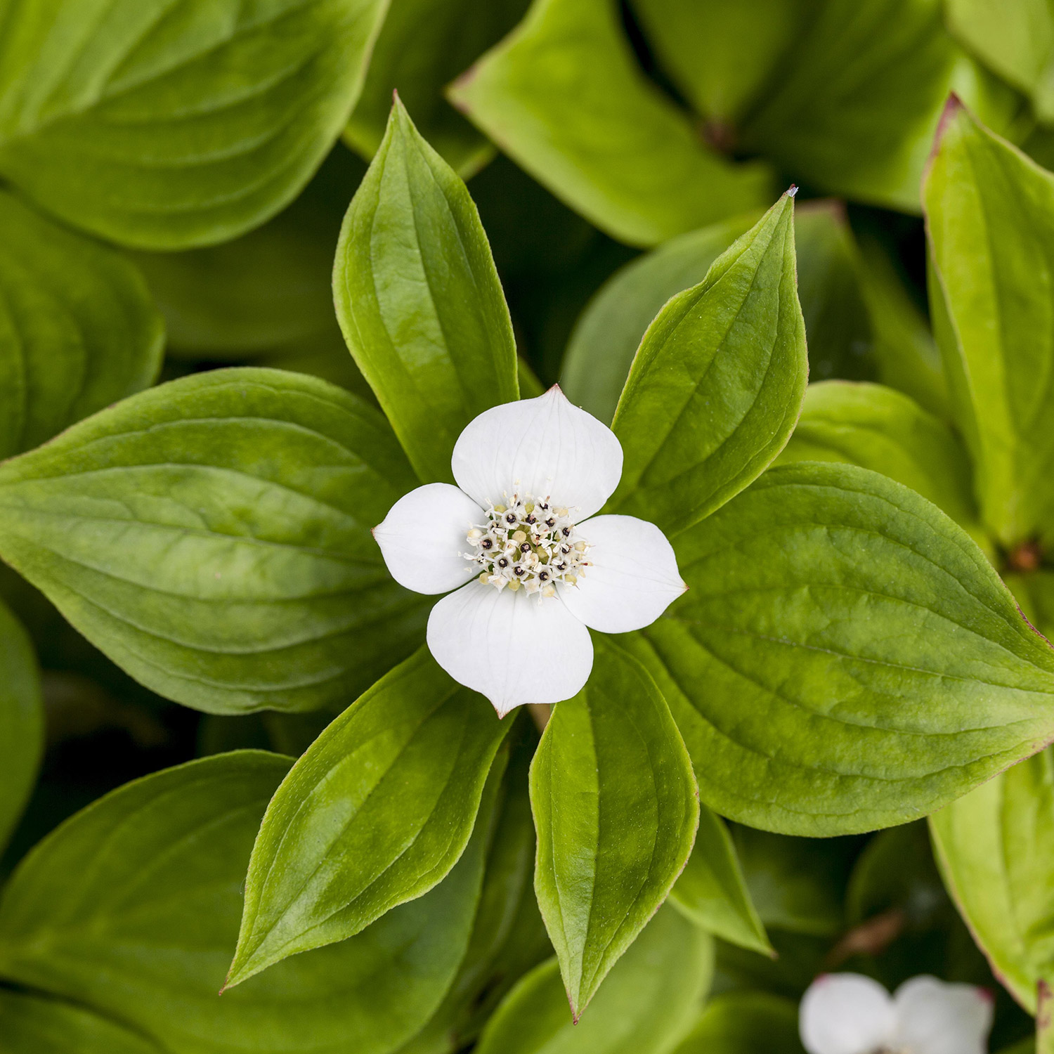Teppich-Hartriegel Liefergröße: 10-15 cm