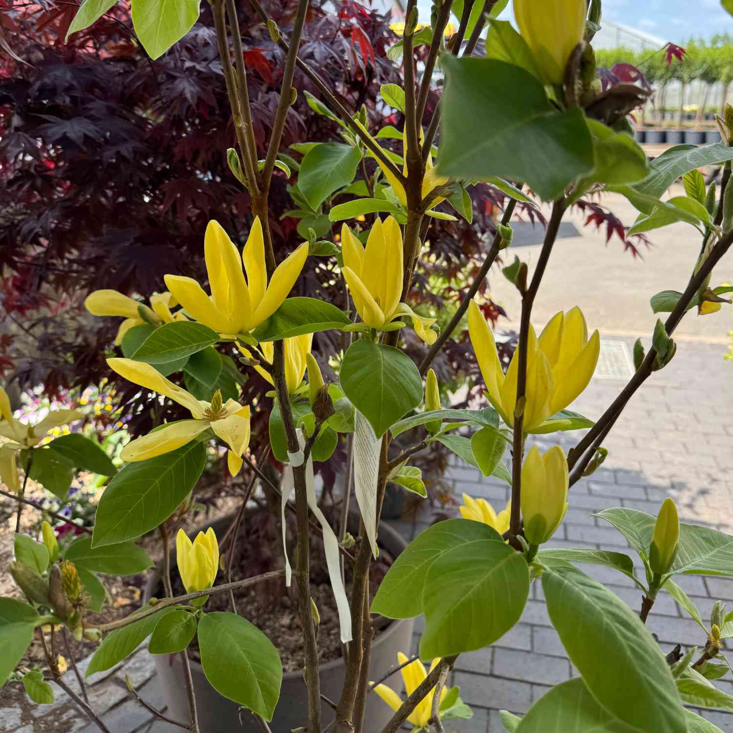 Magnolie 'Daphne' Magnolie 'Daphne'