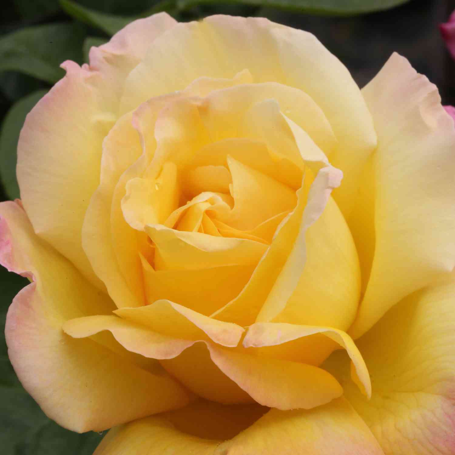 Edelrose 'Gloria Dei®' / 'Peace' Edelrose 'Gloria Dei®' / 'Peace'