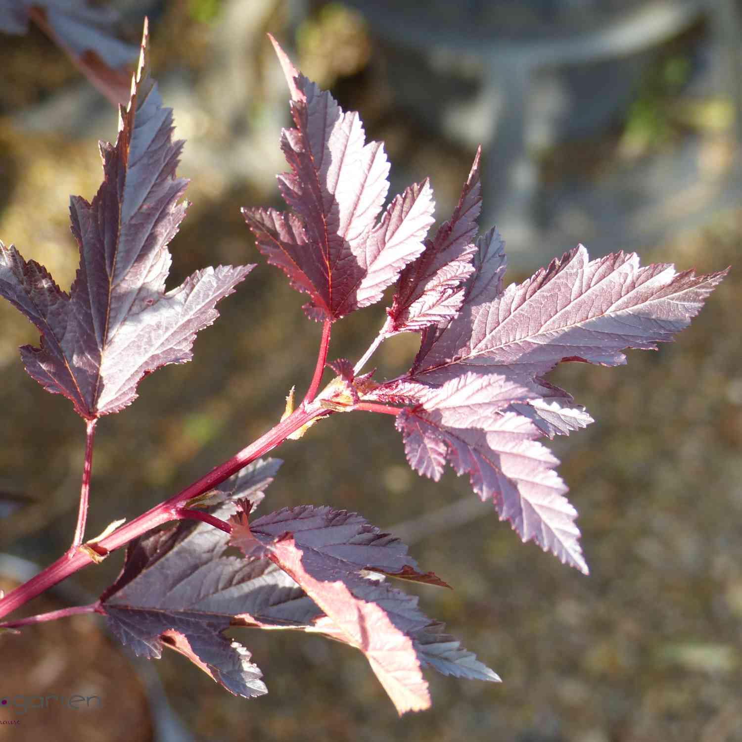 Rotblättrige Fasanenspiere 'Summer Wine'