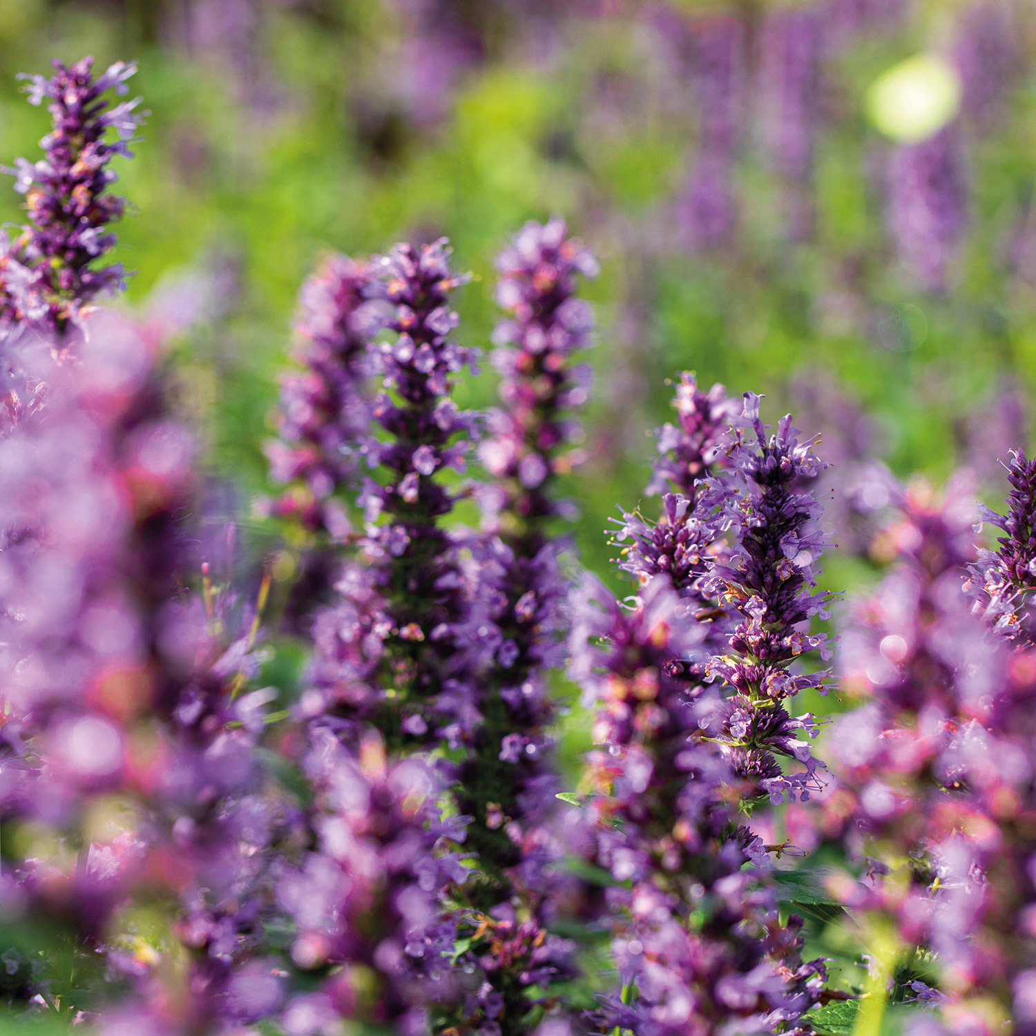 Anis-Duftnessel 'Purple Haze®' Lieferform: Im 9 cm Topf