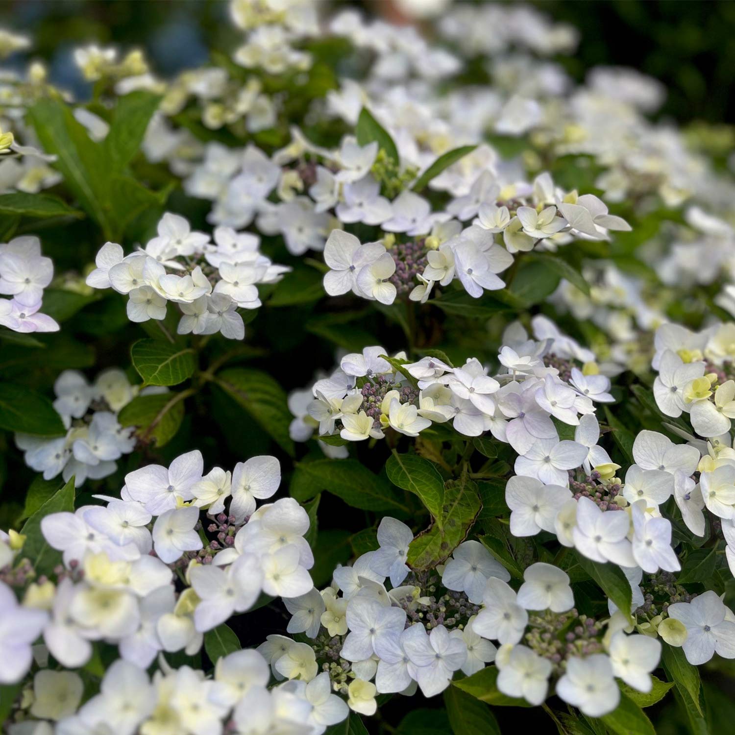 Kategorie <b>Blütensträucher und Ziergehölze </b> - Hortensie 'Cloudi' C5 30 - 40 cm Liefergröße: 30 - 40 cm - Hydrangea macrophylla x serrata 'Cloudi'