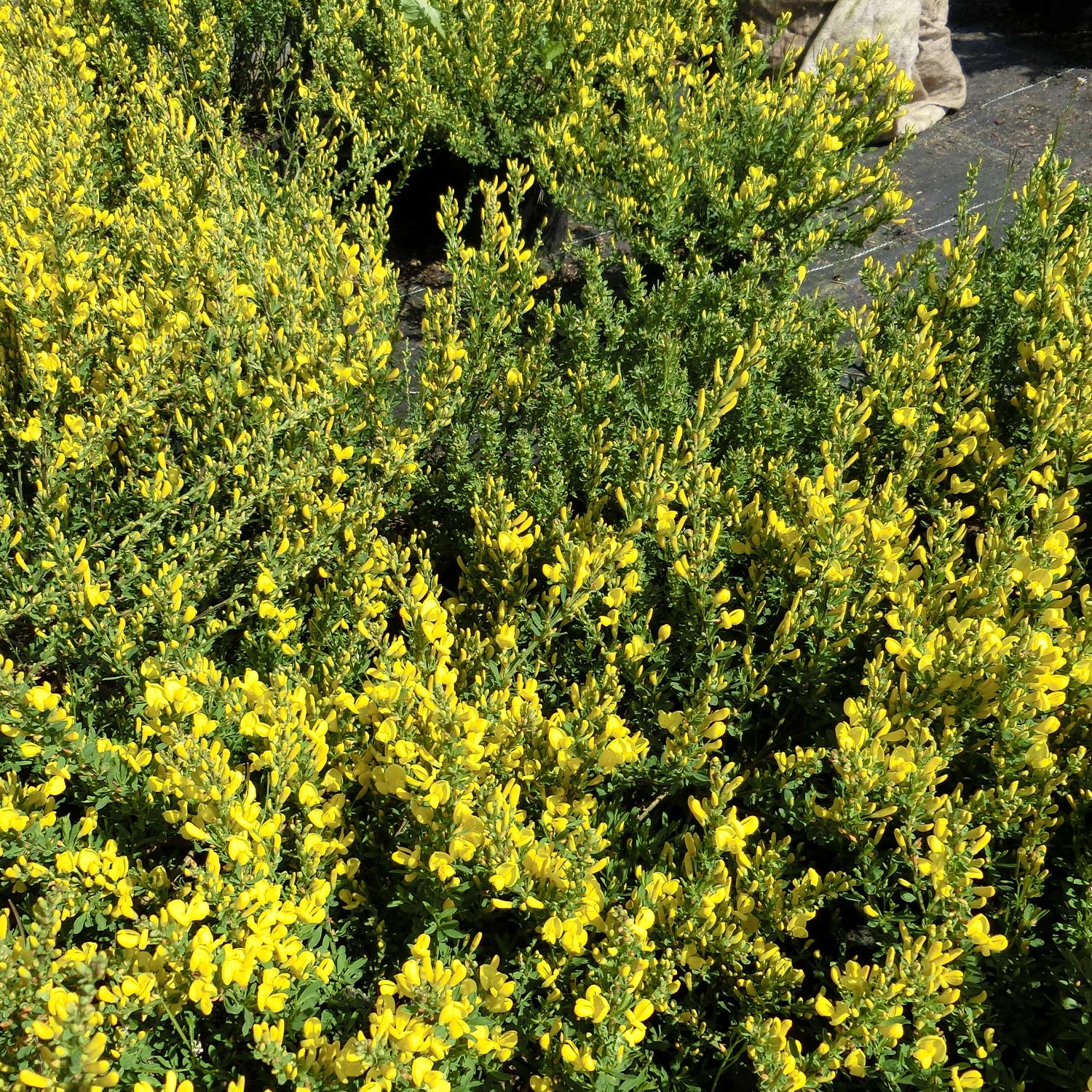 Edelginster 'Allgold' Liefergröße: 40-60 cm