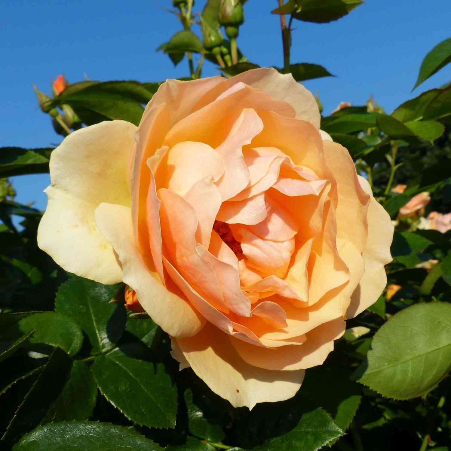 Beetrose 'Hansestadt Rostock' Beetrose 'Hansestadt Rostock'