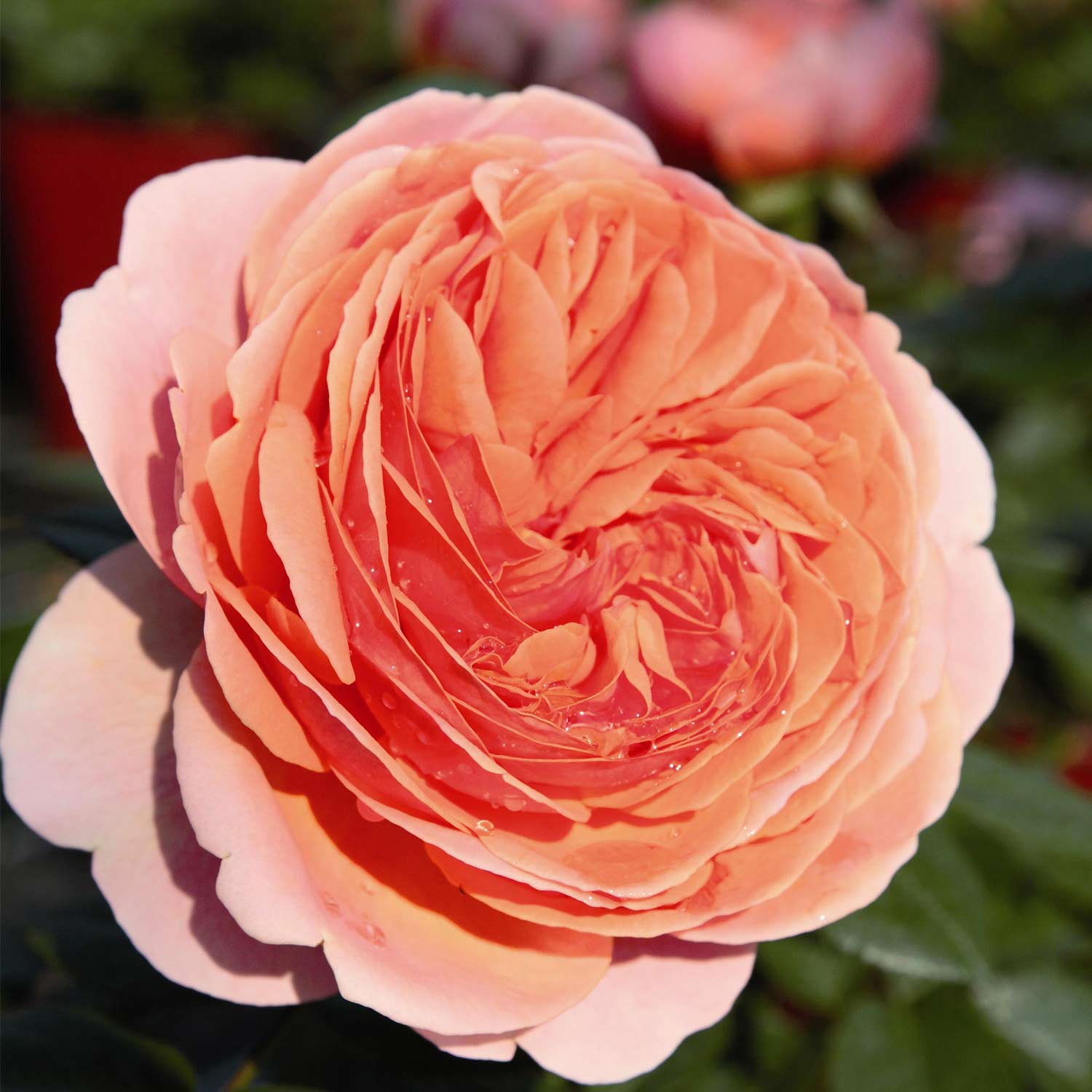 Nostalgische Strauchrose 'Chippendale®' Wurzelnackte Pflanze Liefergröße: mind. 3 starke Triebe