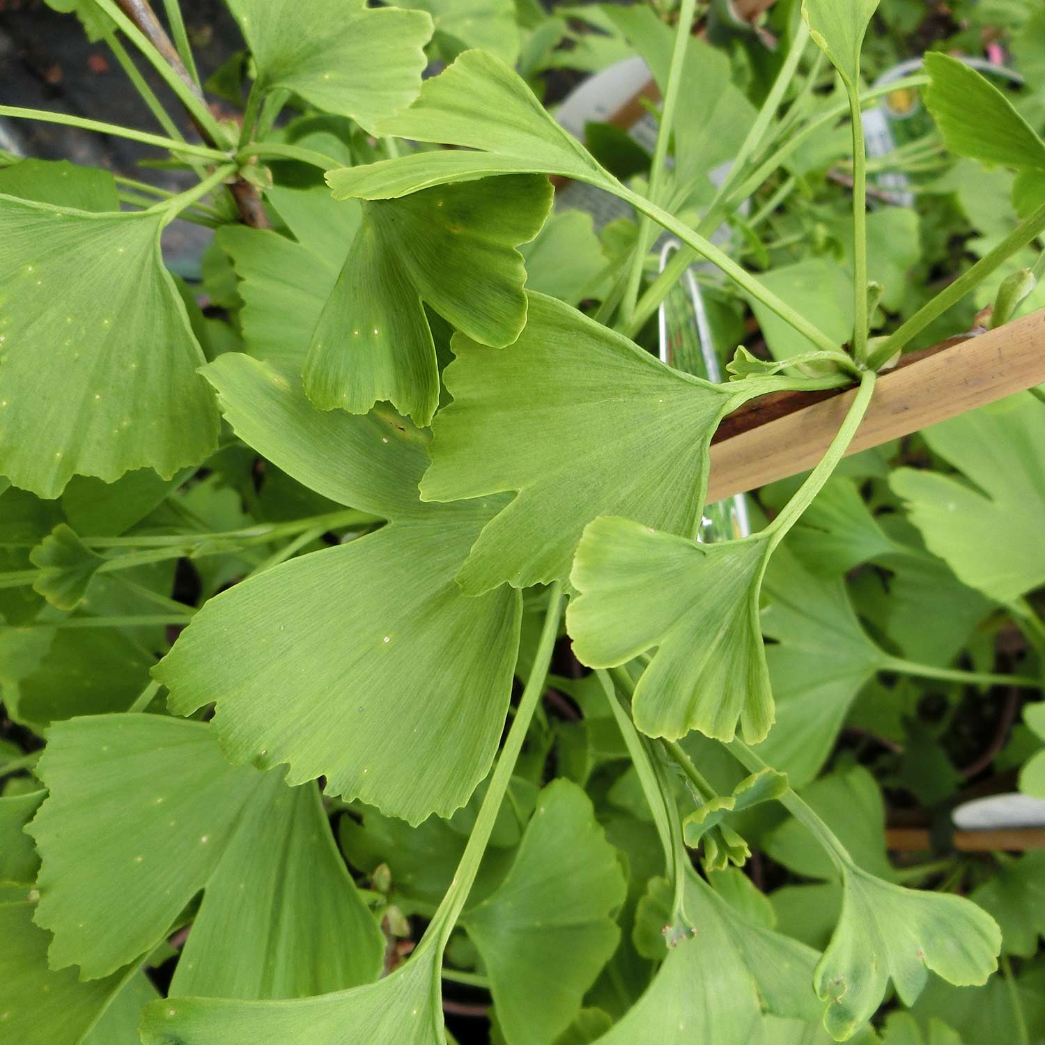 Kategorie <b>Produkt ohne Kategoriezuordnung </b> - Fächerblattbaum C5 80-100 Liefergröße: 80 - 100 cm - Ginkgo biloba