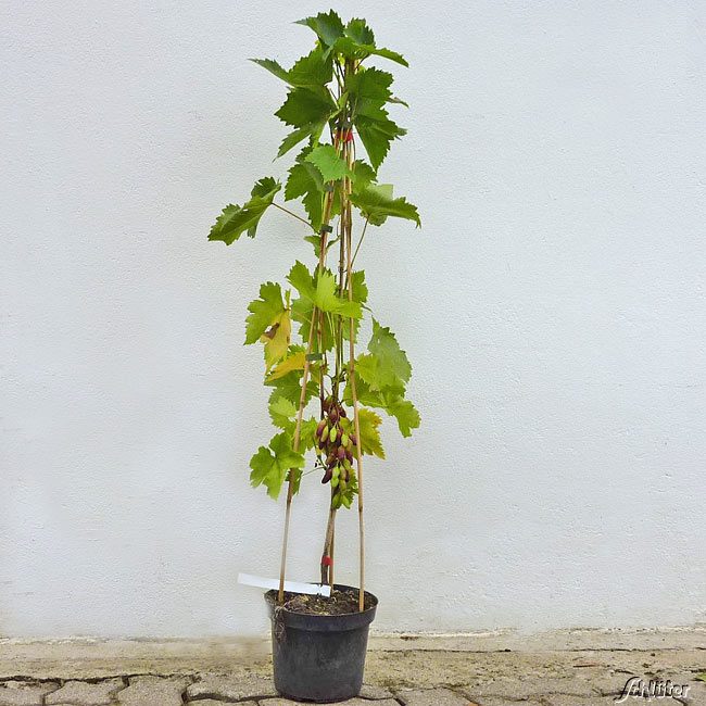 Weintrauben - Weintraube 'Datteltraube' C2 Lieferform: Im 2 Liter Topf - Vitis vinifera