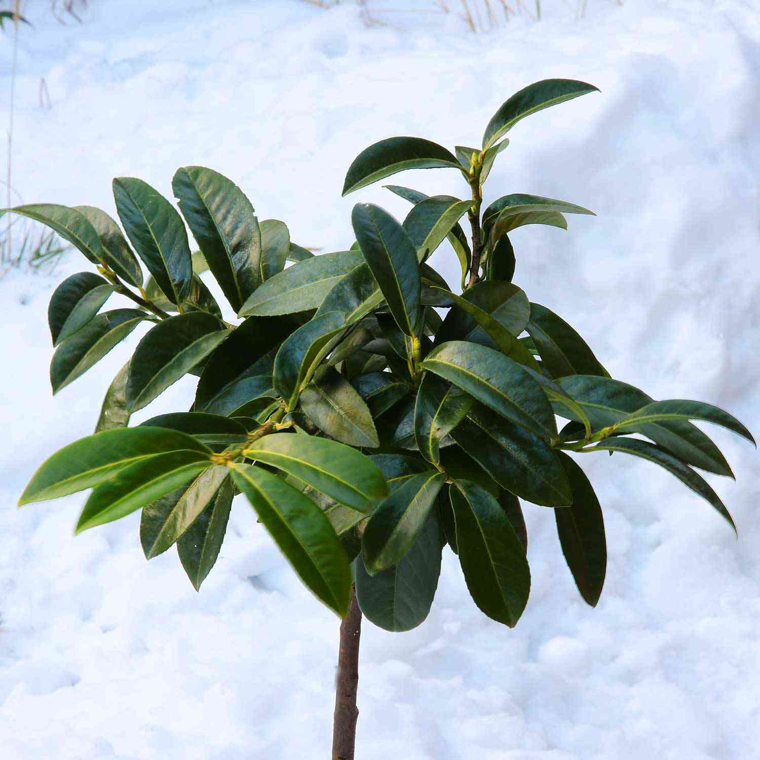 Bodendecker-Kirschlorbeer 'Mount Vernon' Bodendecker-Kirschlorbeer 'Mount Vernon'