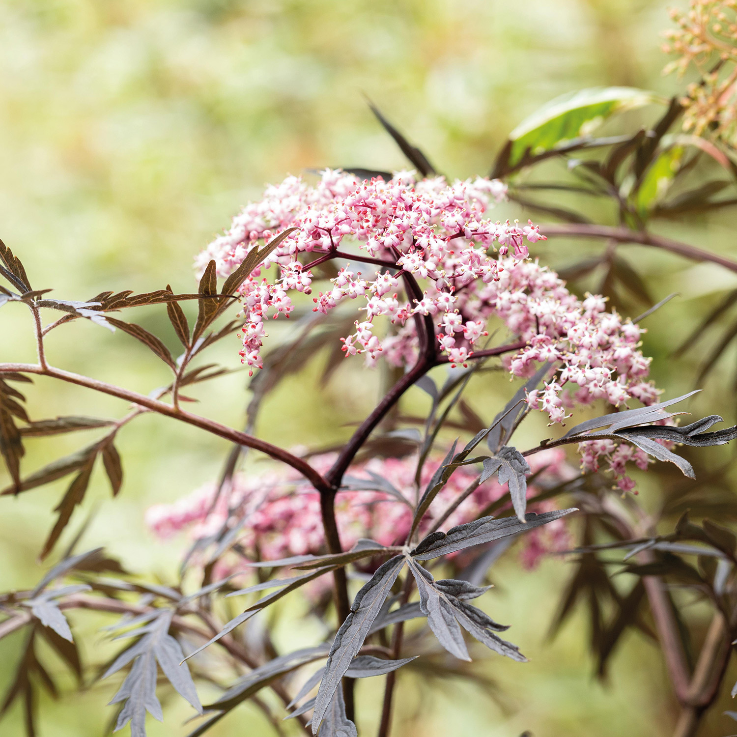 Fliederbeere 'Black Lace®' Fliederbeere 'Black Lace®'