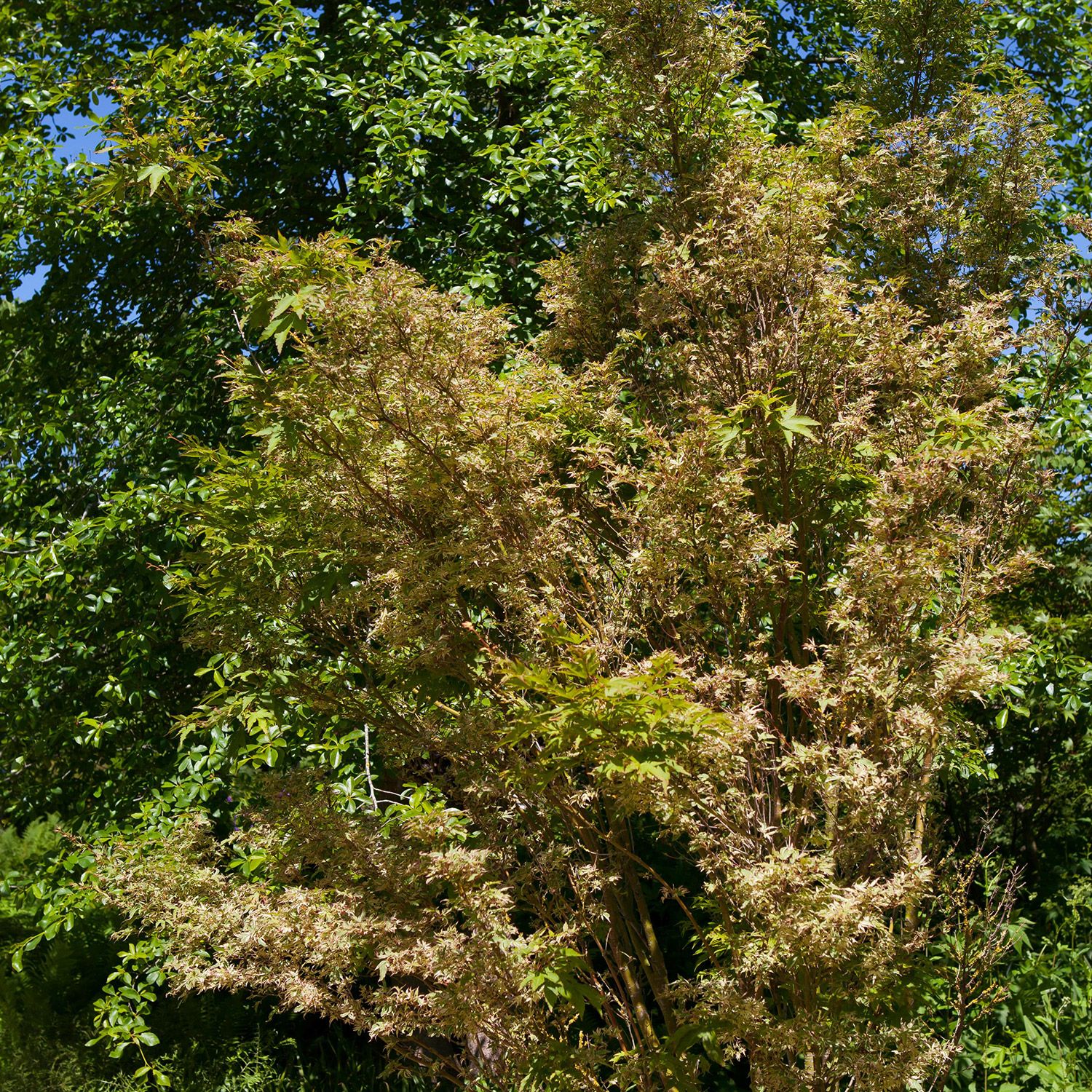 Fächerahorn 'Firecracker'