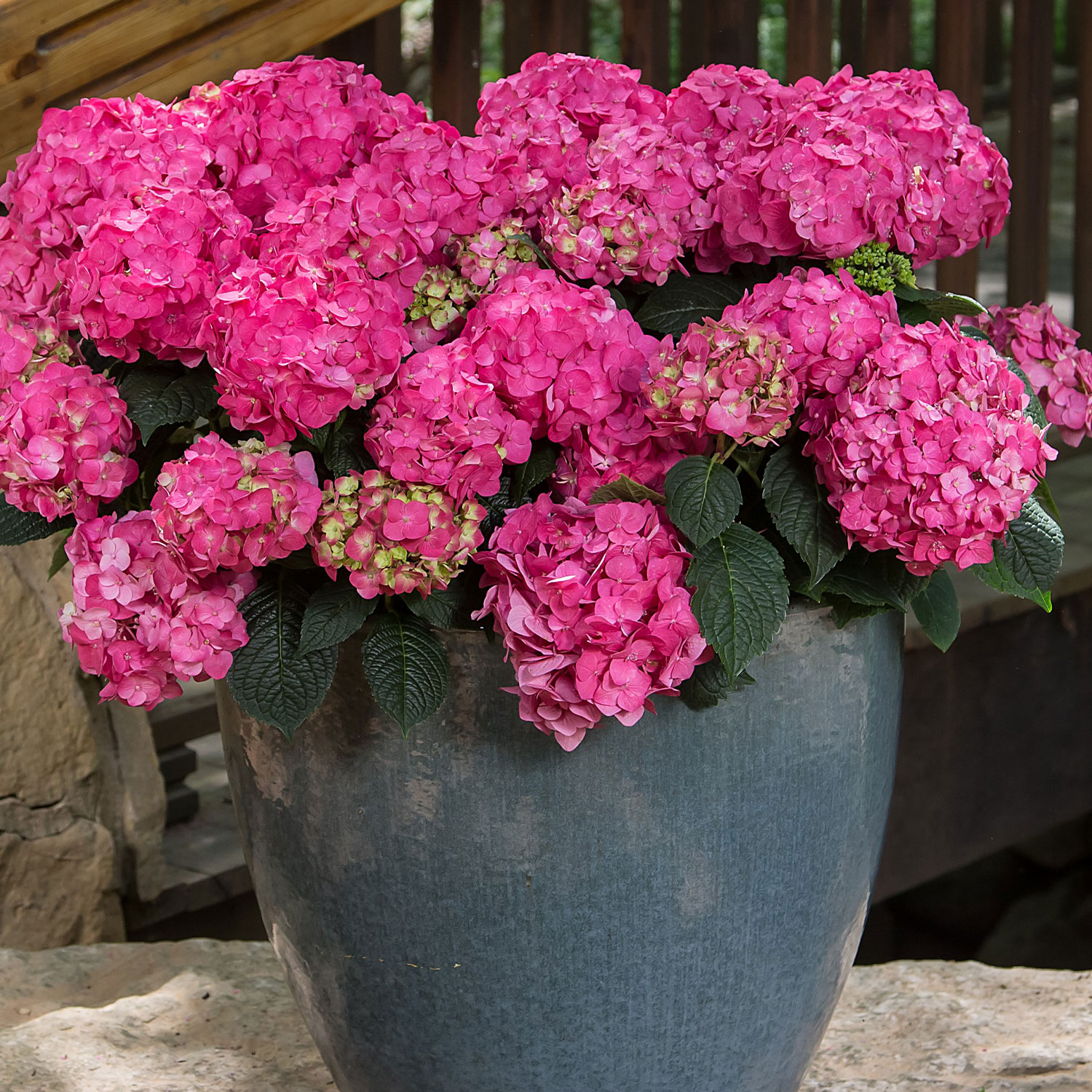 Hortensie Endless Summer® 'Summer Love' Liefergröße: 30 - 40 cm