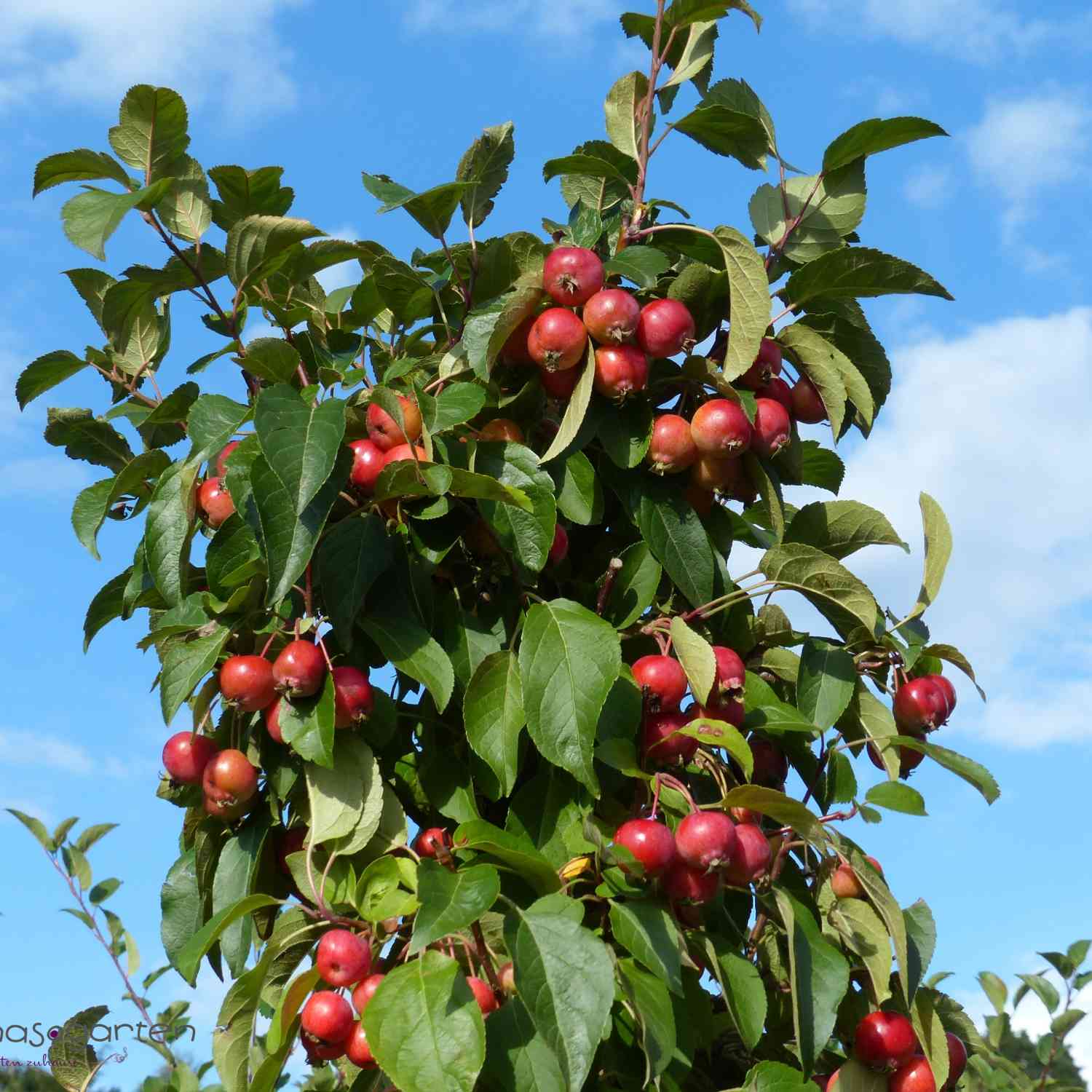 Zierapfel 'Evereste'