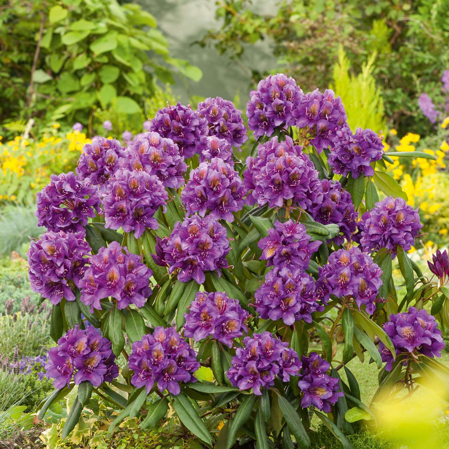 Rhododendron 'Marcel Menard' - Easydendron® Liefergröße: 30 - 40 cm