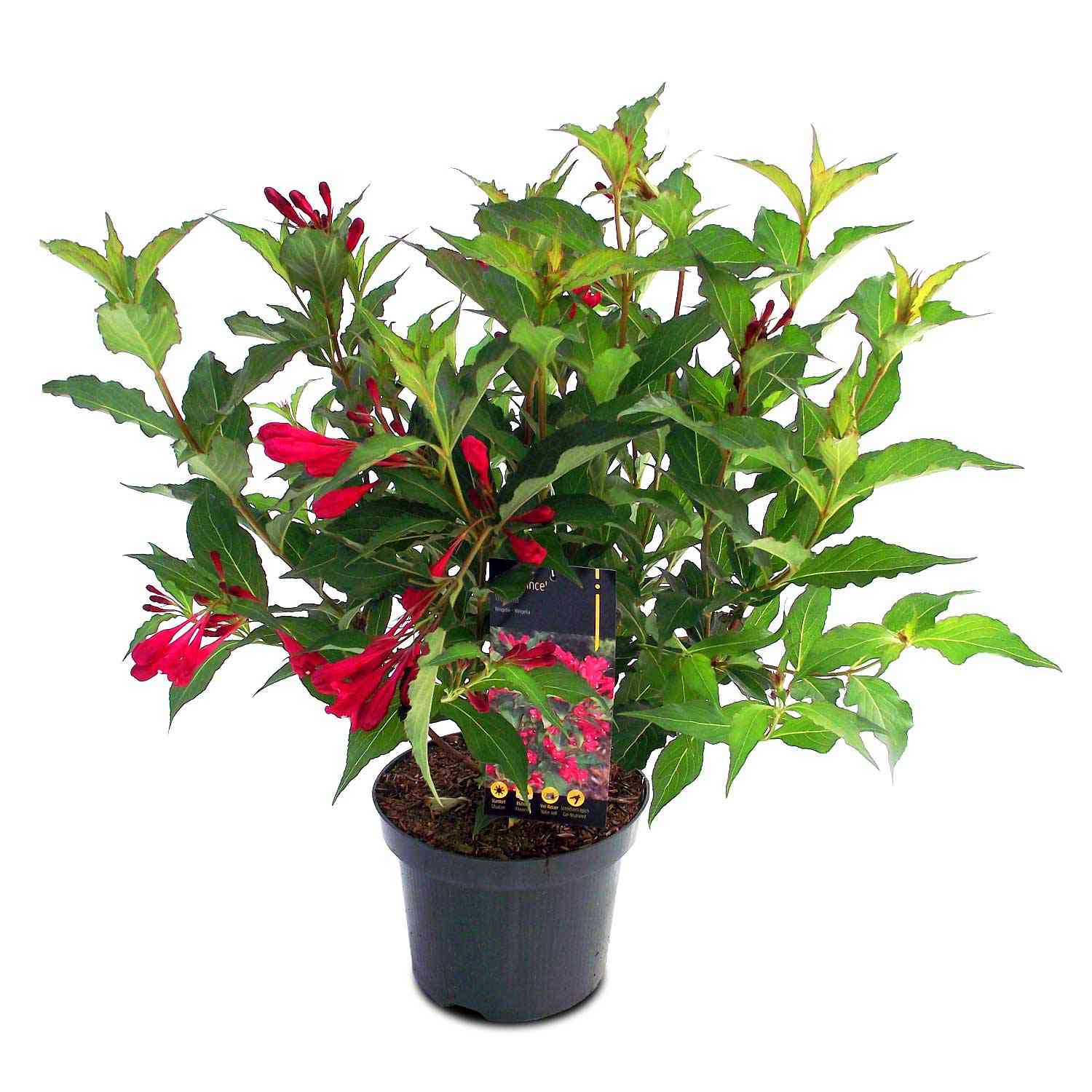 Weigelie 'Red Prince'