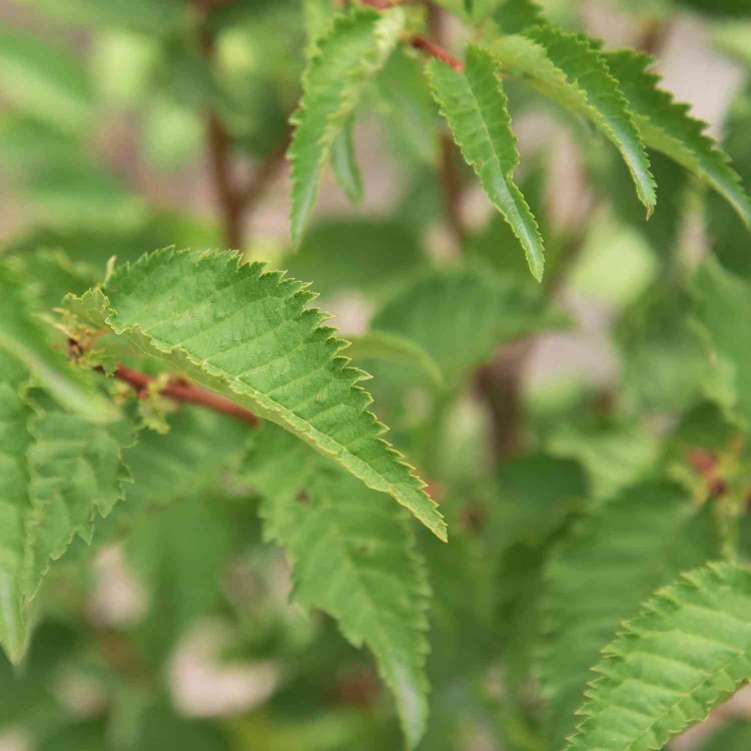 Zwerg-Zierkirsche 'Brilliant' Zwerg-Zierkirsche 'Brilliant'