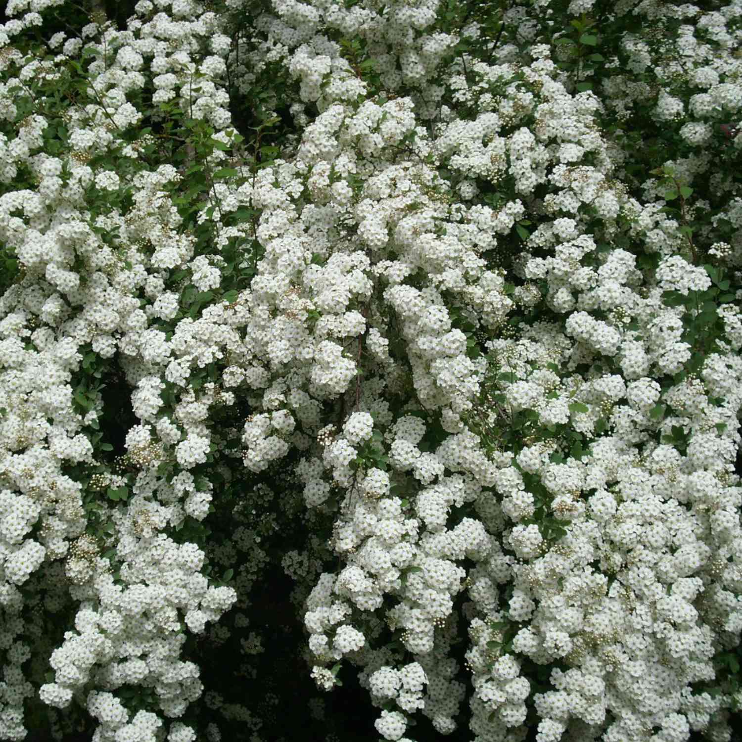 Brautspiere/ Schneespiere