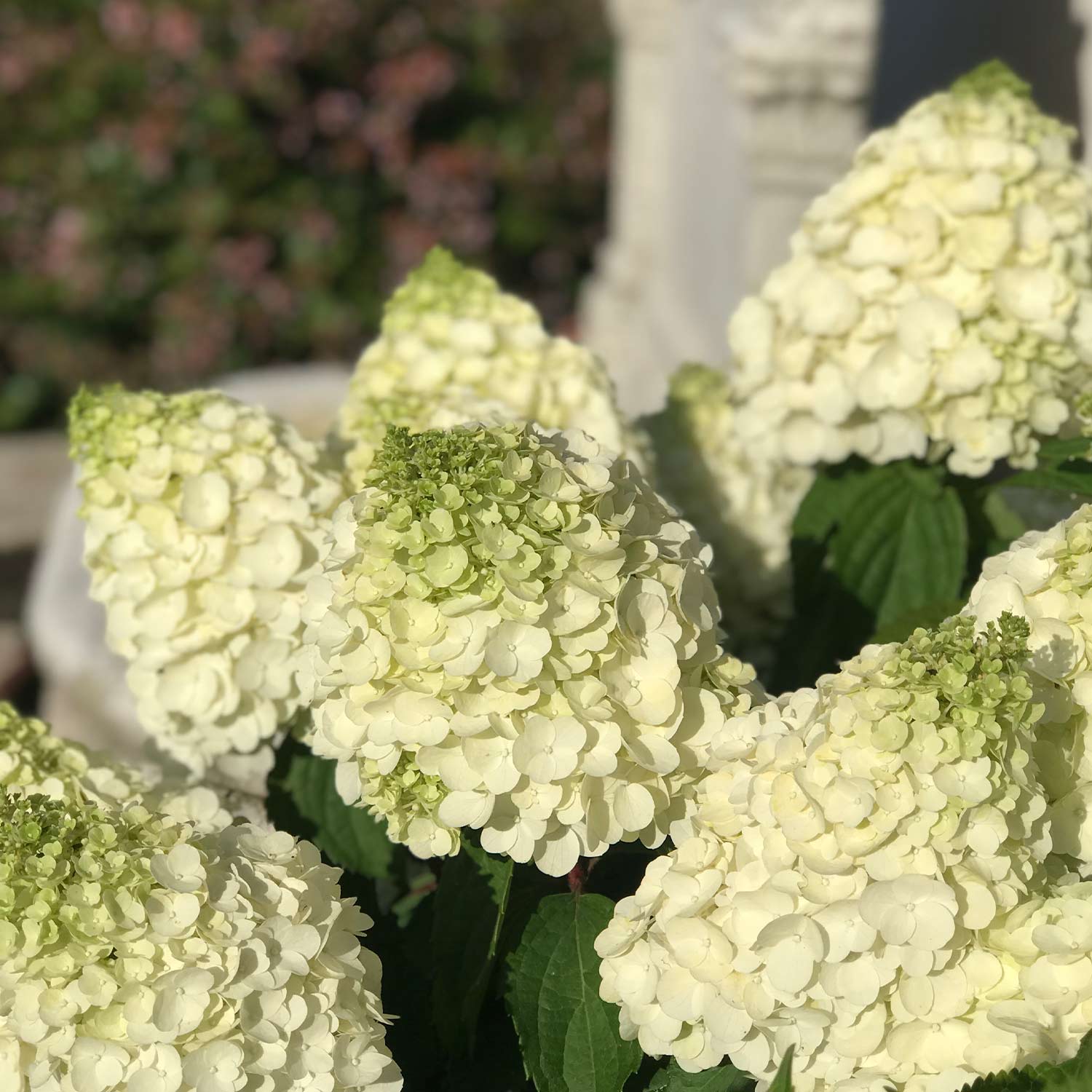 Rispenhortensie 'Magical® Mont Blanc' Rispenhortensie 'Magical® Mont Blanc'