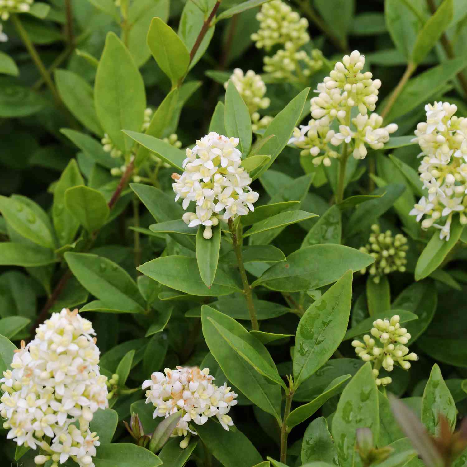 Wintergrüner Liguster 'Atrovirens' Wintergrüner Liguster 'Atrovirens'