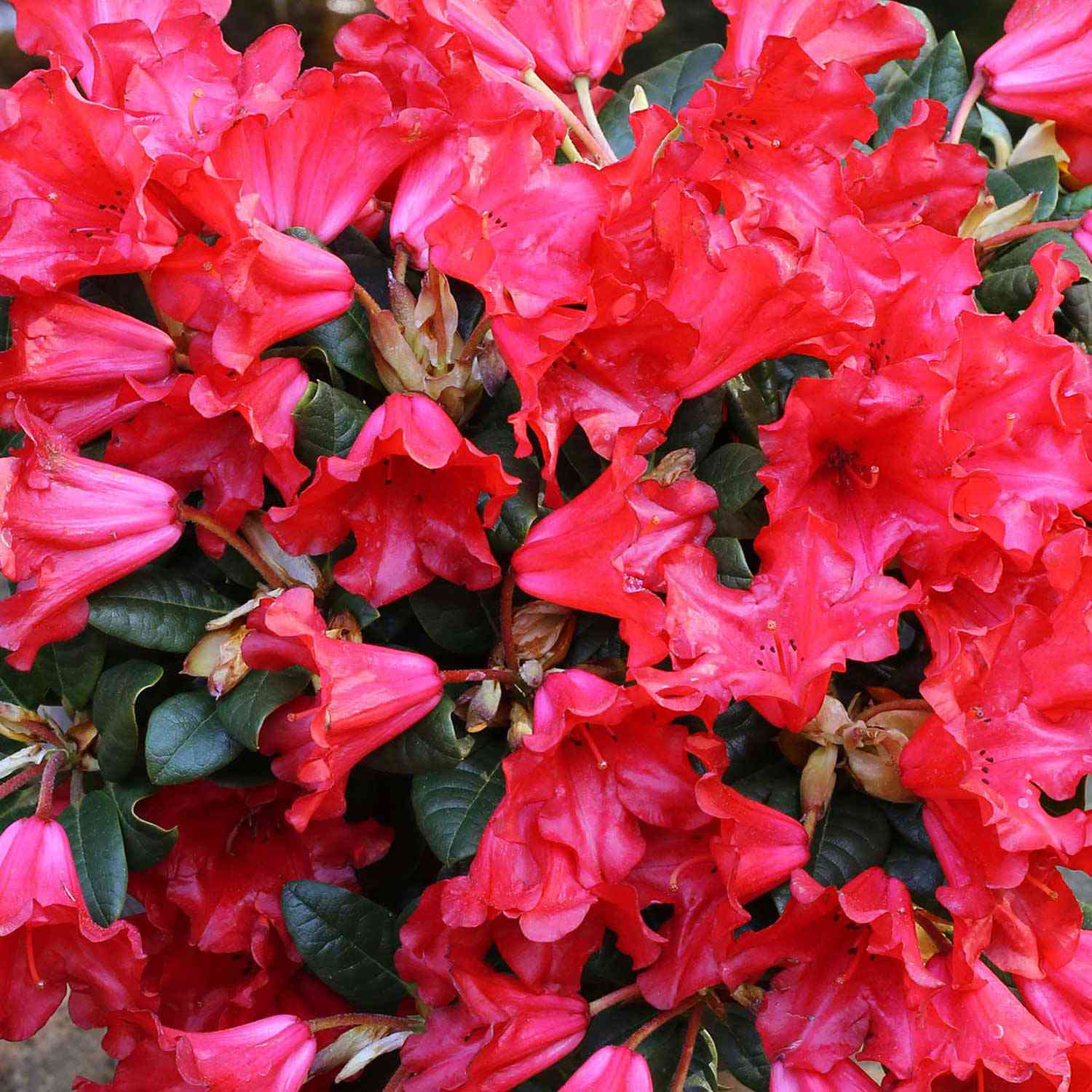 Wild-Rhododendron 'Scarlet Wonder' Wild-Rhododendron 'Scarlet Wonder'