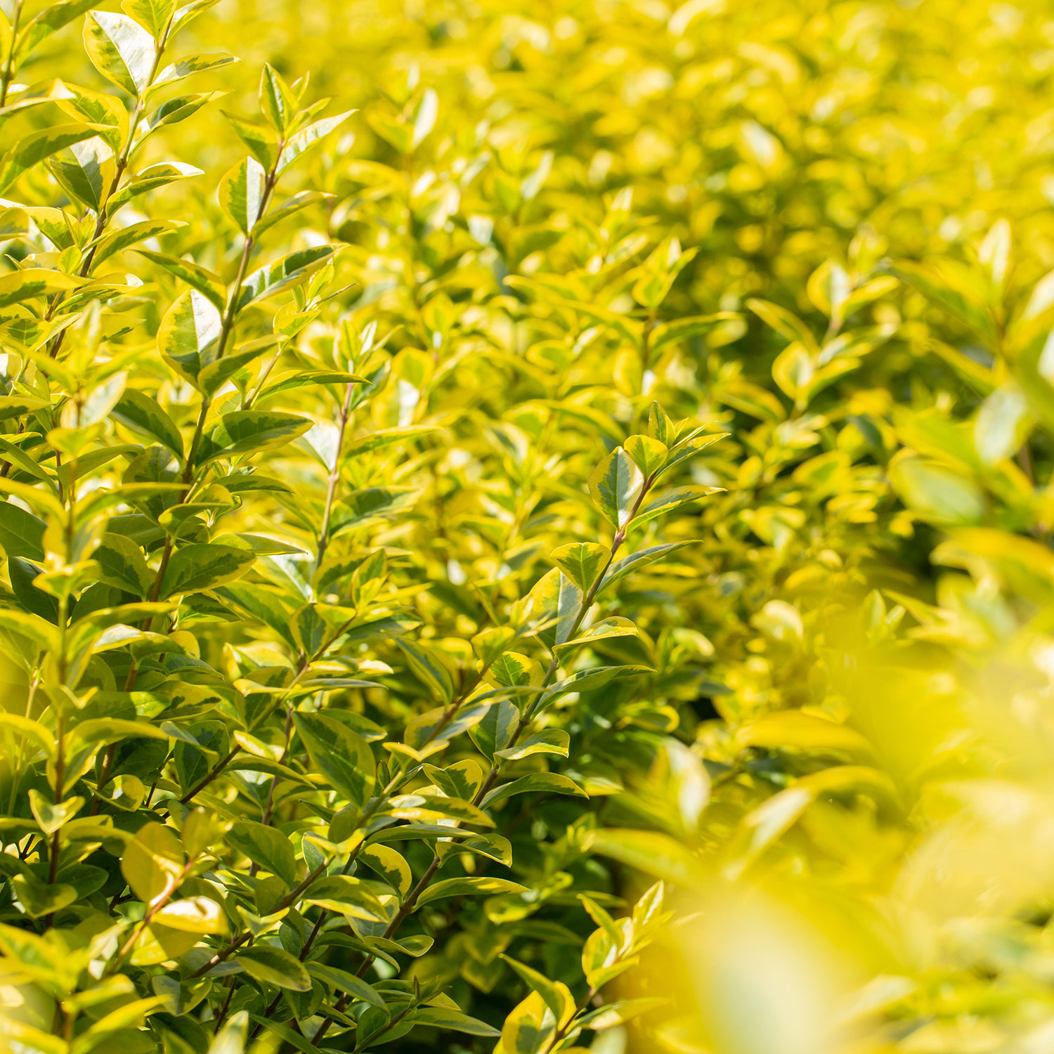 Goldliguster 'Aureum' 3 Liter Container, 40-60 cm Liefergröße: 40-60 cm