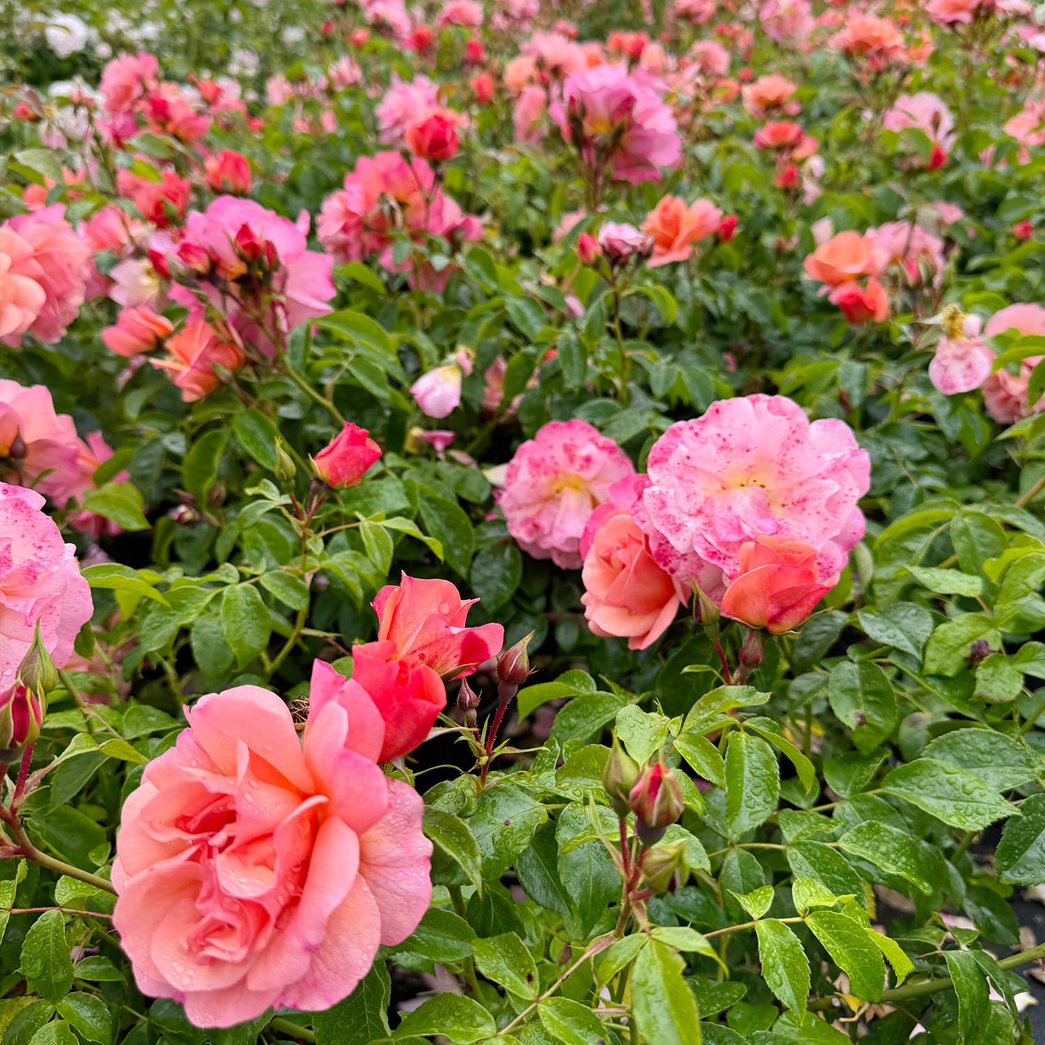 Beetrose 'Aprikola' Beetrose 'Aprikola'