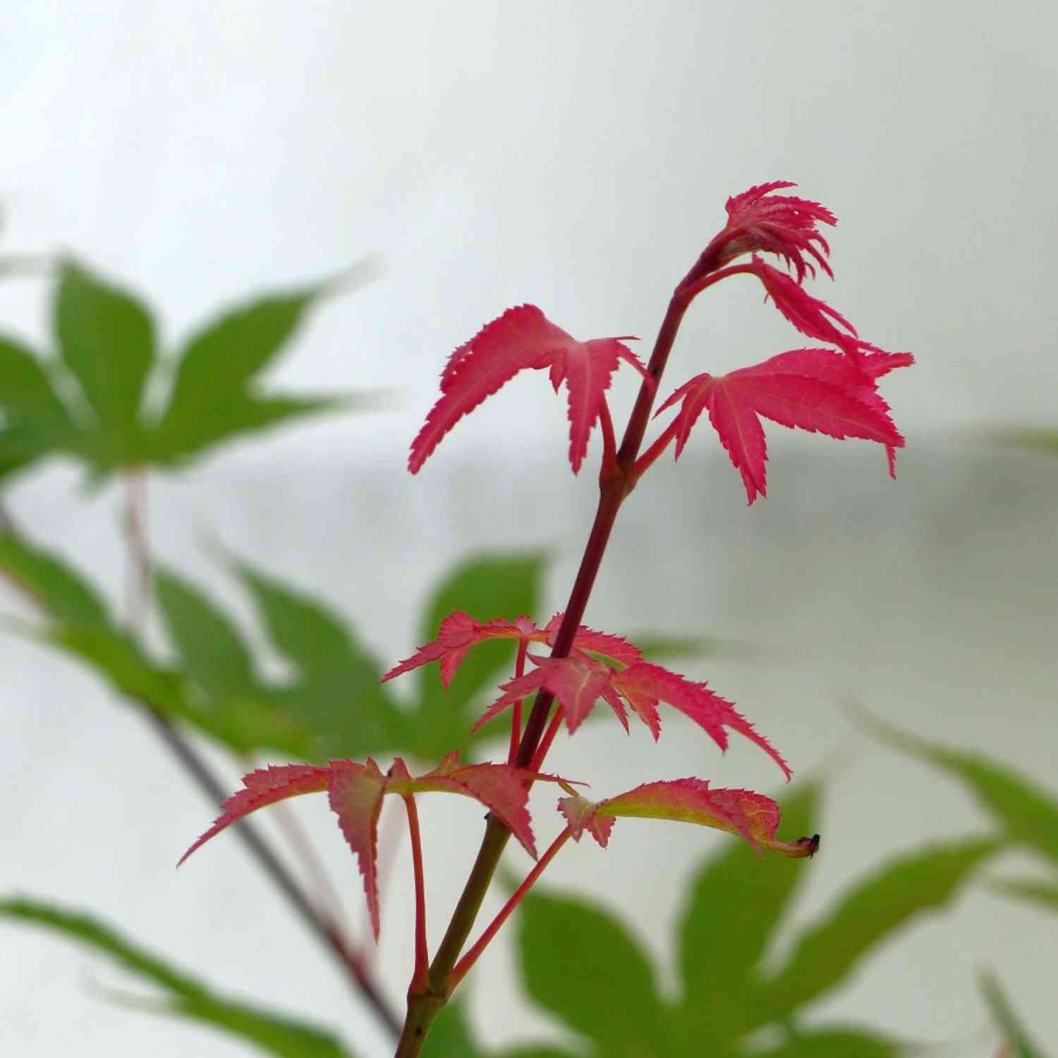 Japanischer Fächerahorn 'Osakazuki'