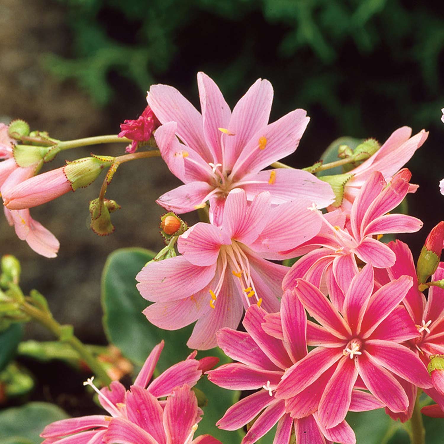 Porzellanröschen 'Rosa' 3 Stück kaufen