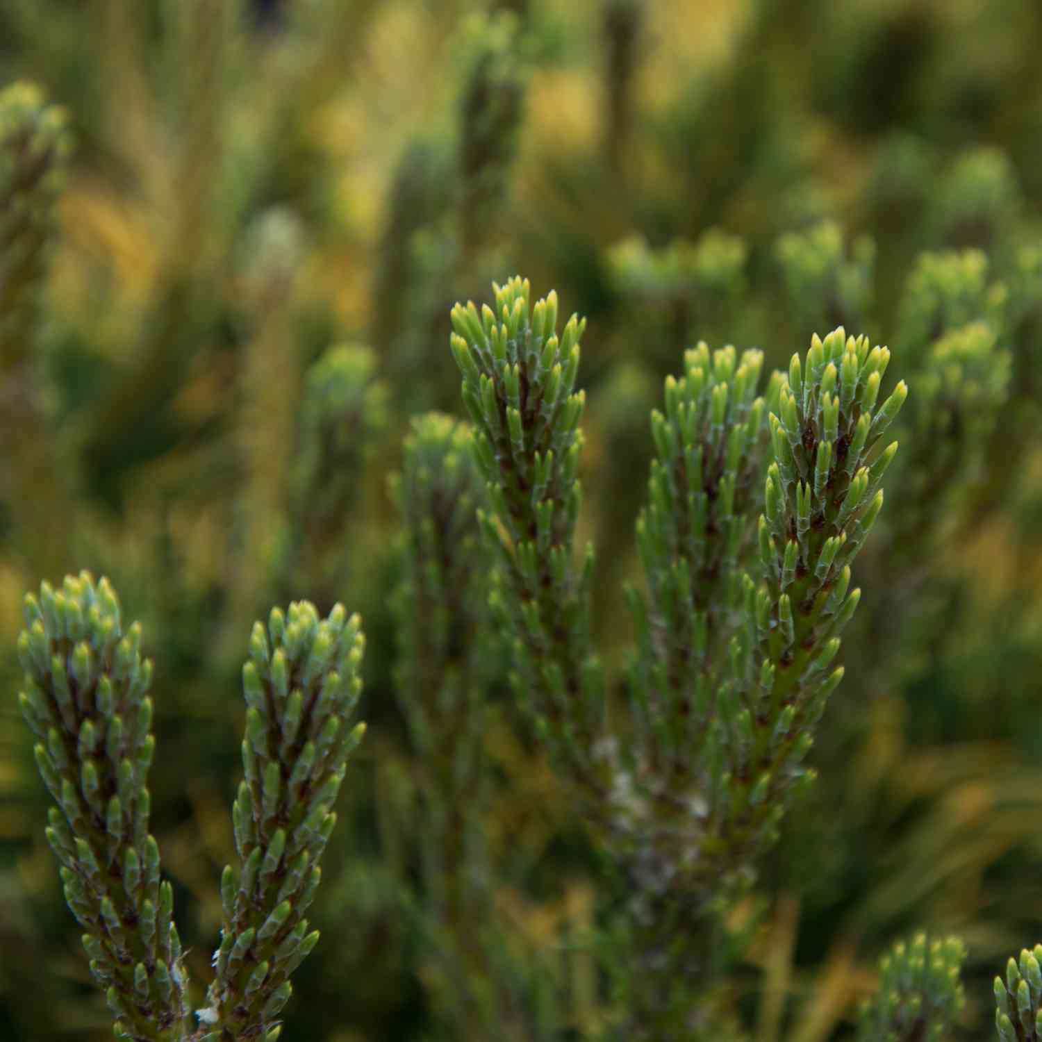 Gelbe Zwergkiefer 'Carsten´s Wintergold' Gelbe Zwergkiefer 'Carsten´s Wintergold'