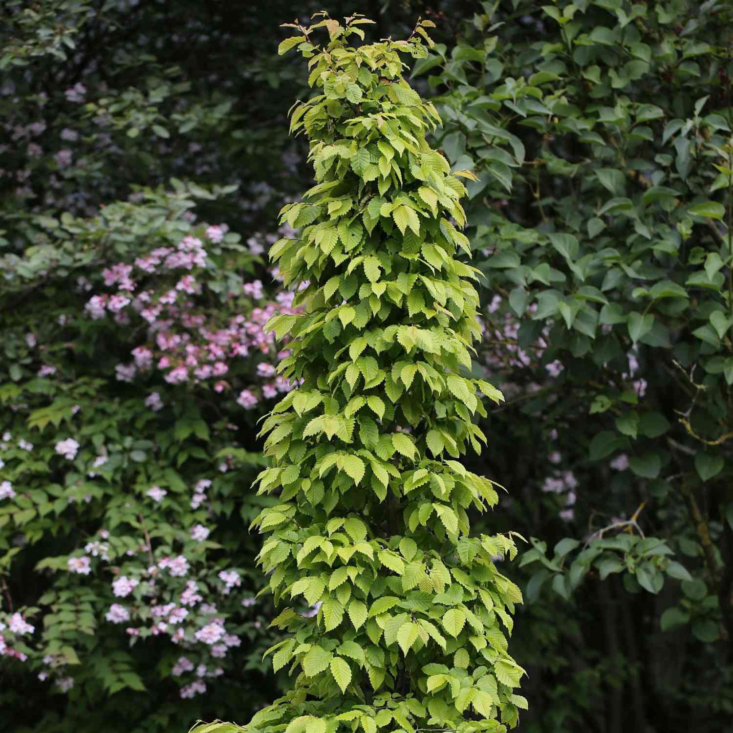 Weißbuche/Hainbuche