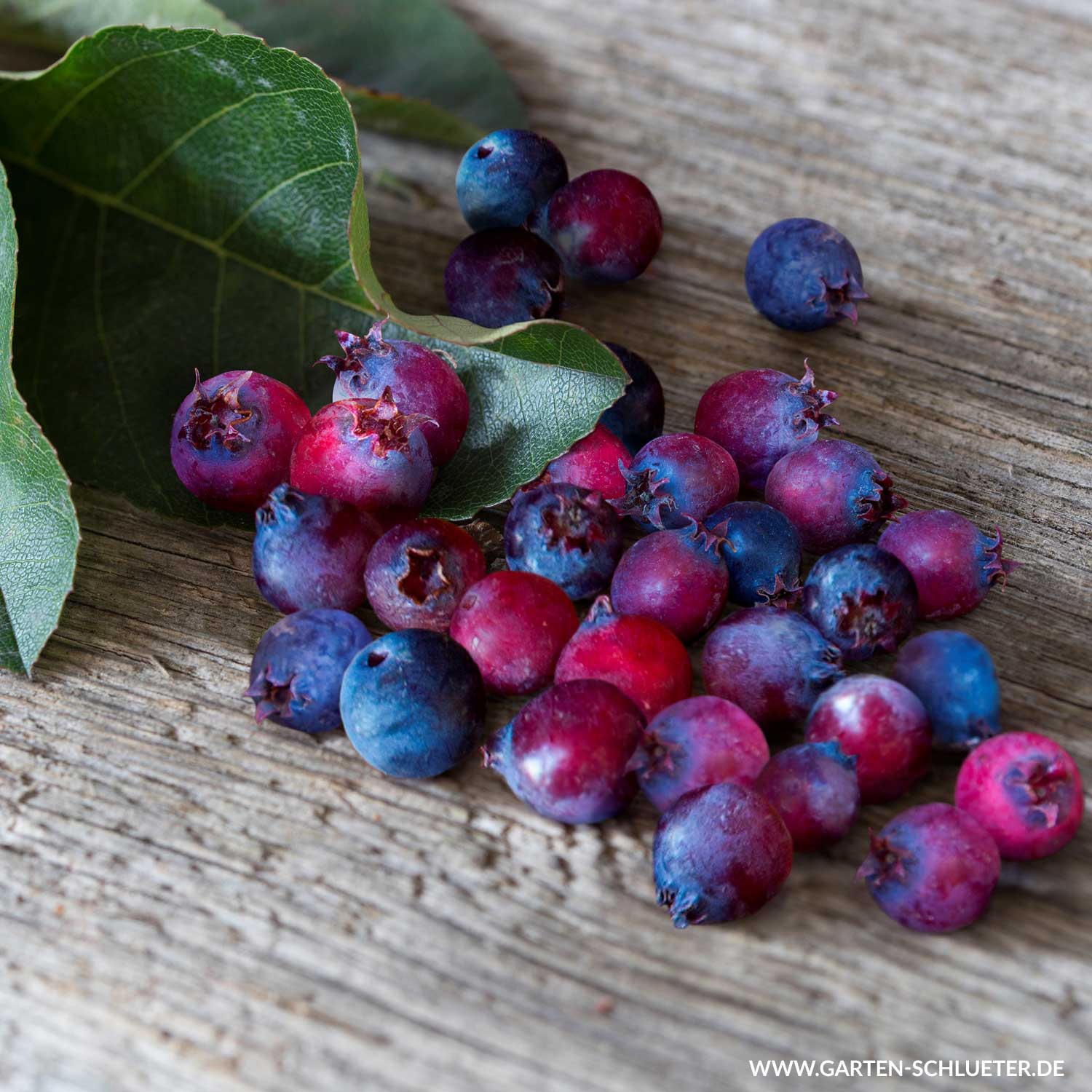 Saskatoonbeere - Frucht-Felsenbirne 'Saskatoon Berry®' Im 5 Liter Container Liefergröße: 40 - 60 cm