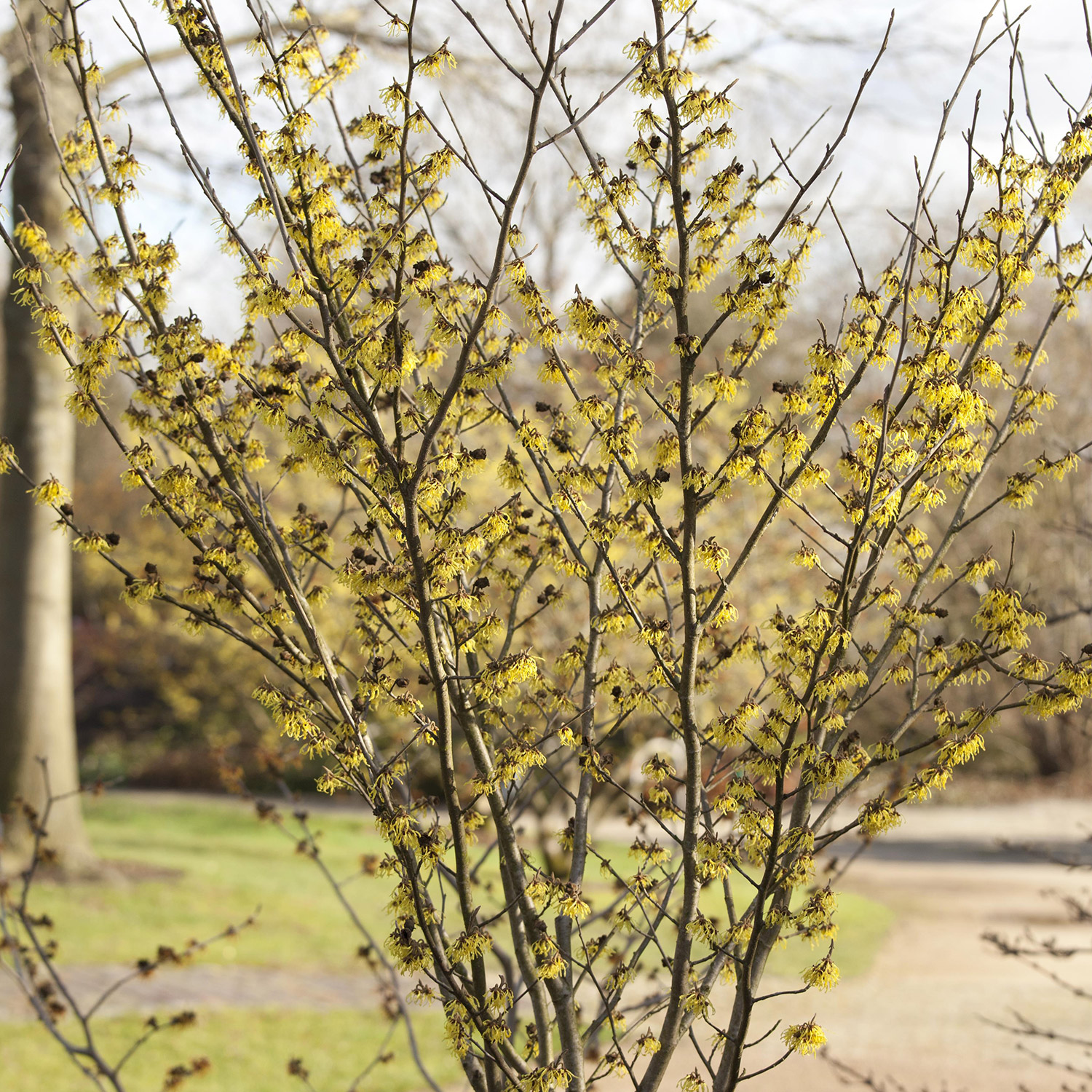 Zaubernuss 'Arnold Promise'