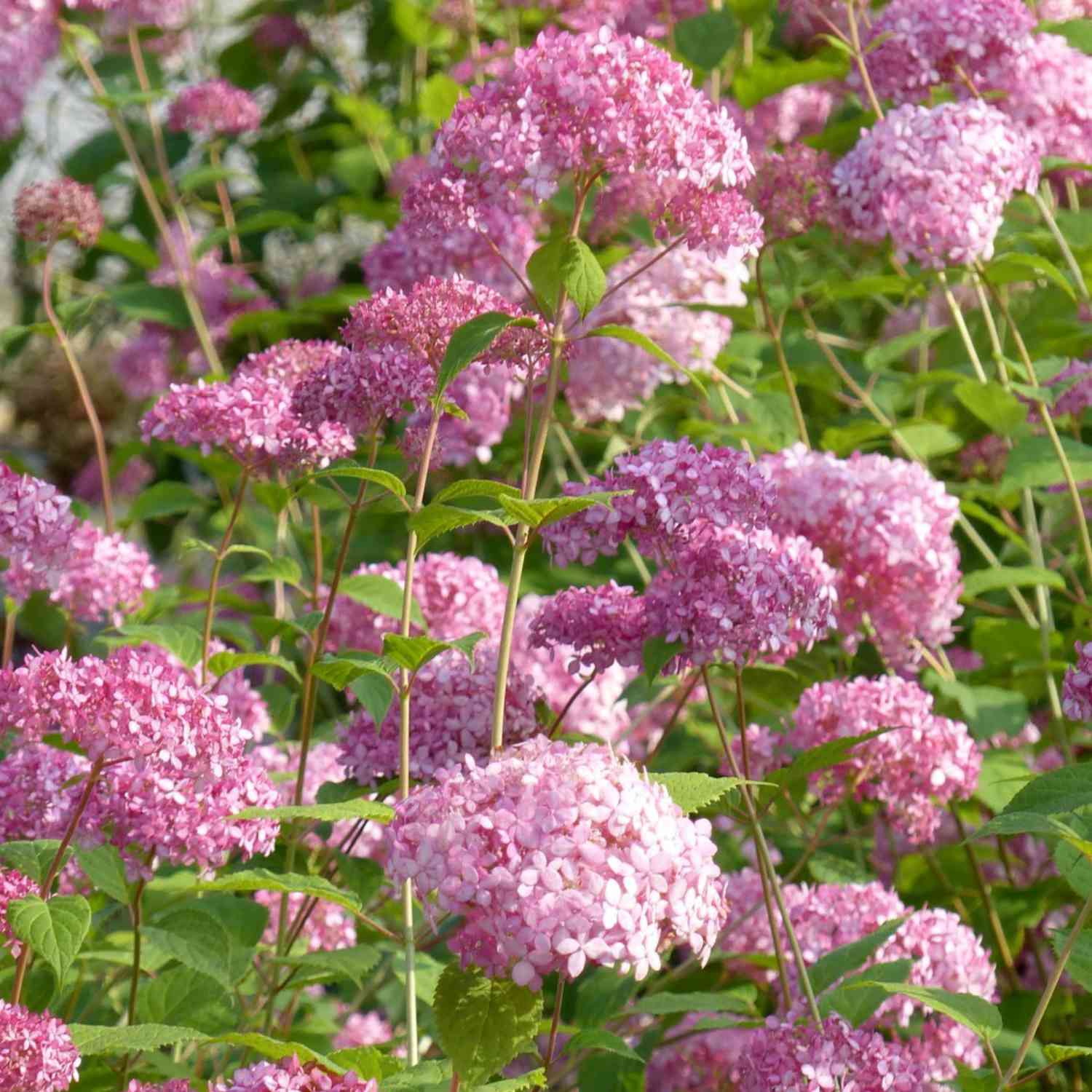 Ballhortensie 'Pink Annabelle'® 'Invincibelle Spirit'® Ballhortensie 'Bella Ragazza® Blanchette'