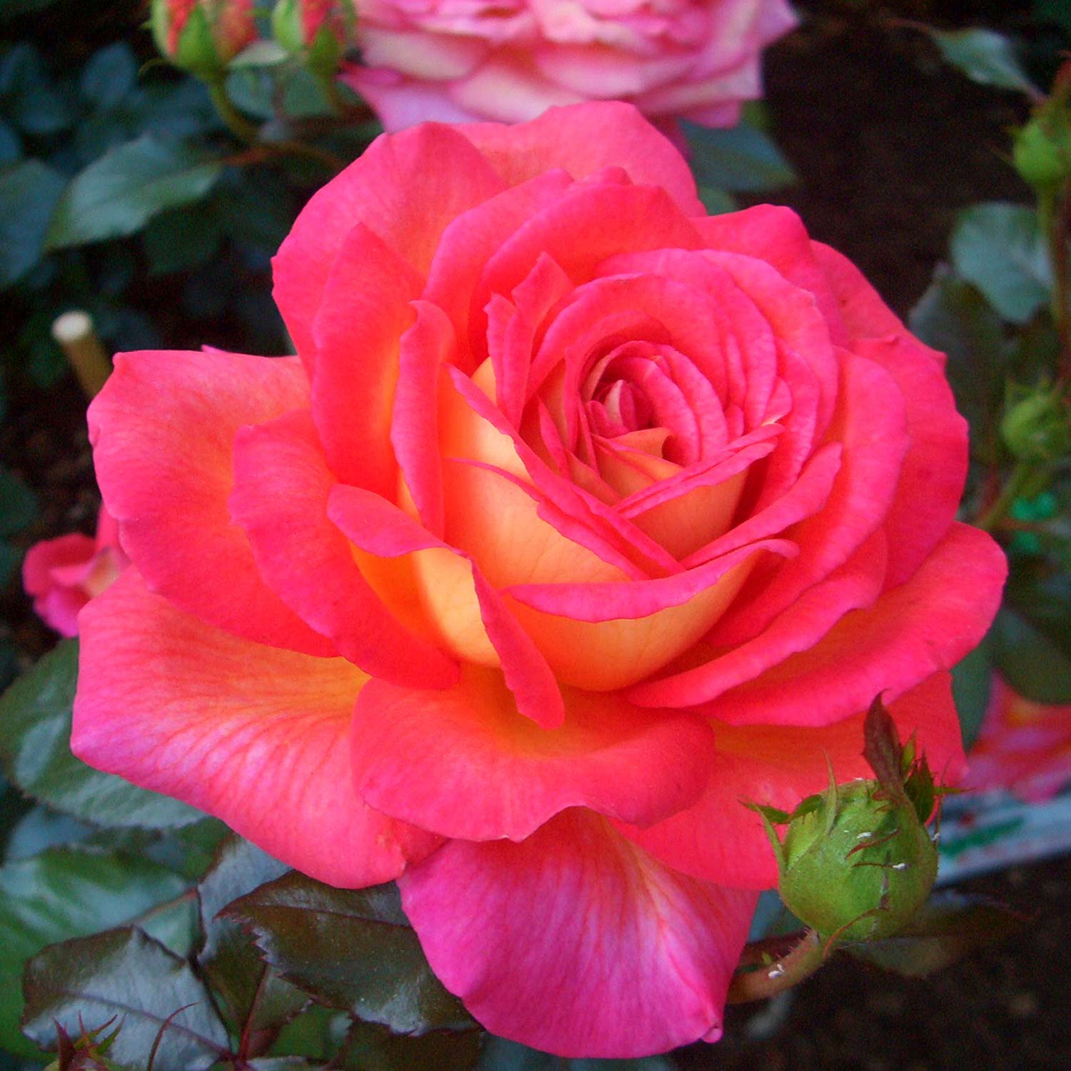 Edelrose 'Parfum de Grasse®', Wurzelnackte Pflanze, A-Qualität, 3 starke Triebe Lieferform: wurzelnackte Pflanze in A-Qualität, mindestens 3 Triebe