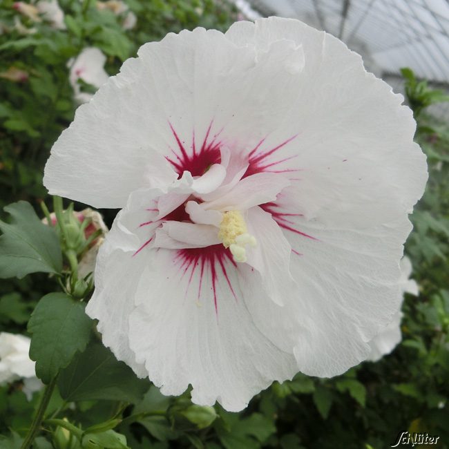 Kategorie <b>Blütensträucher und Ziergehölze </b> - Garteneibisch 'French Point®', 3 - 5 Liter, 40 - 60 cm Liefergröße: 40 - 60 cm - Hibiscus 'French Point'