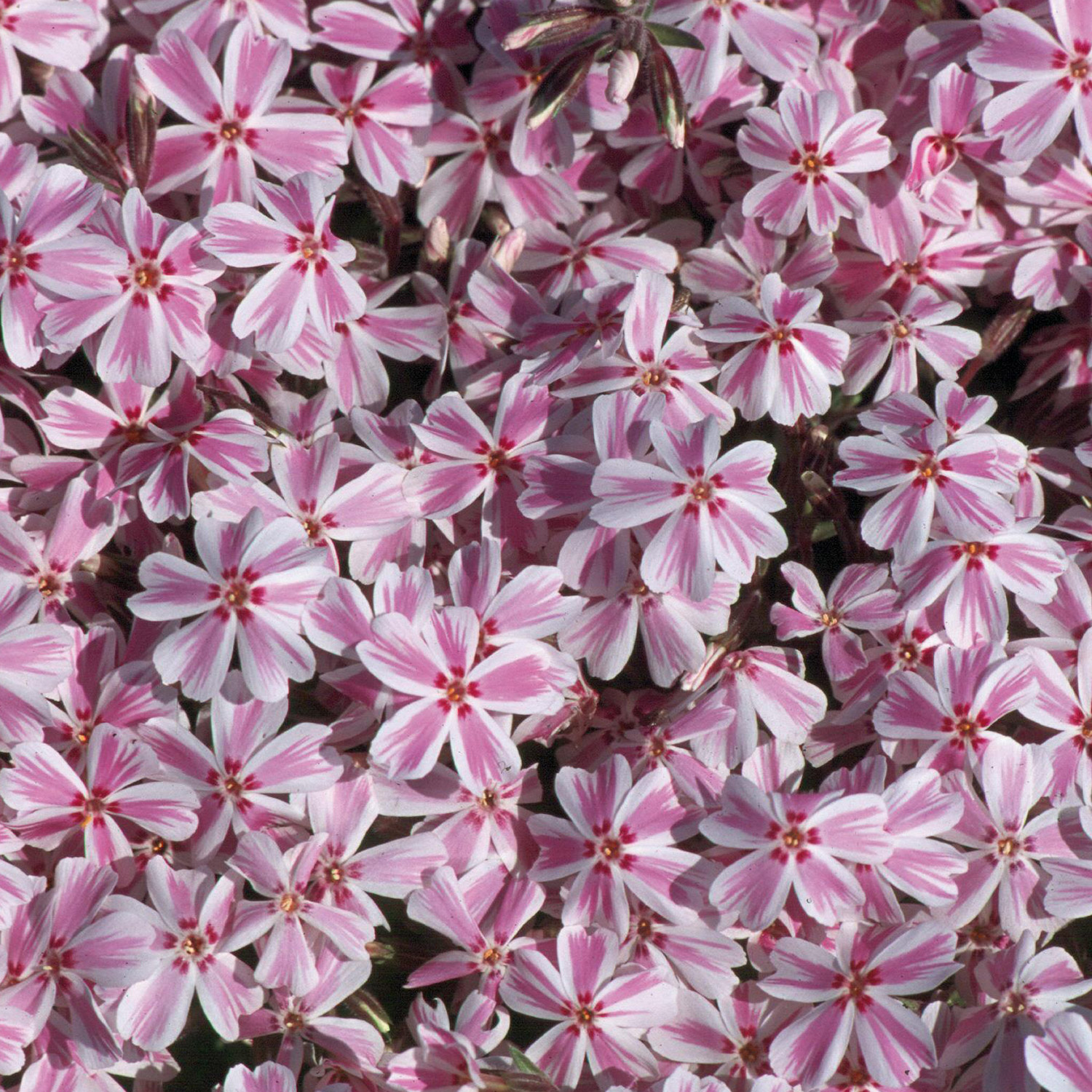 Polsterphlox 'Candy Stripes' Lieferform: Im 3 Liter Topf