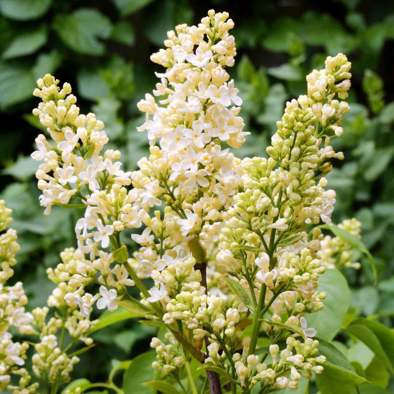 Edelflieder 'Primrose' C3 40 - 60 cm Liefergröße: 40-60 cm