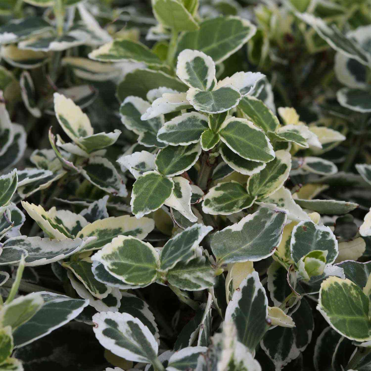 Weißbunte Kriechspindel 'Emerald'n Gaiety' Weißbunte Kriechspindel 'Emerald'n Gaiety'