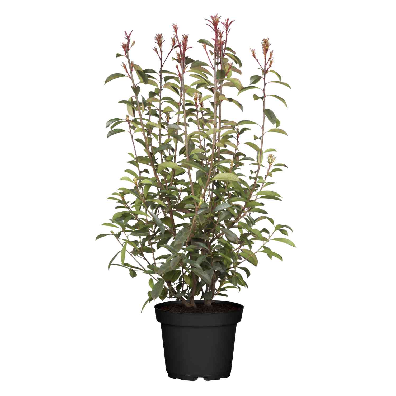 Rote Glanzmispel 'Red Robin' Rote Glanzmispel 'Red Robin'